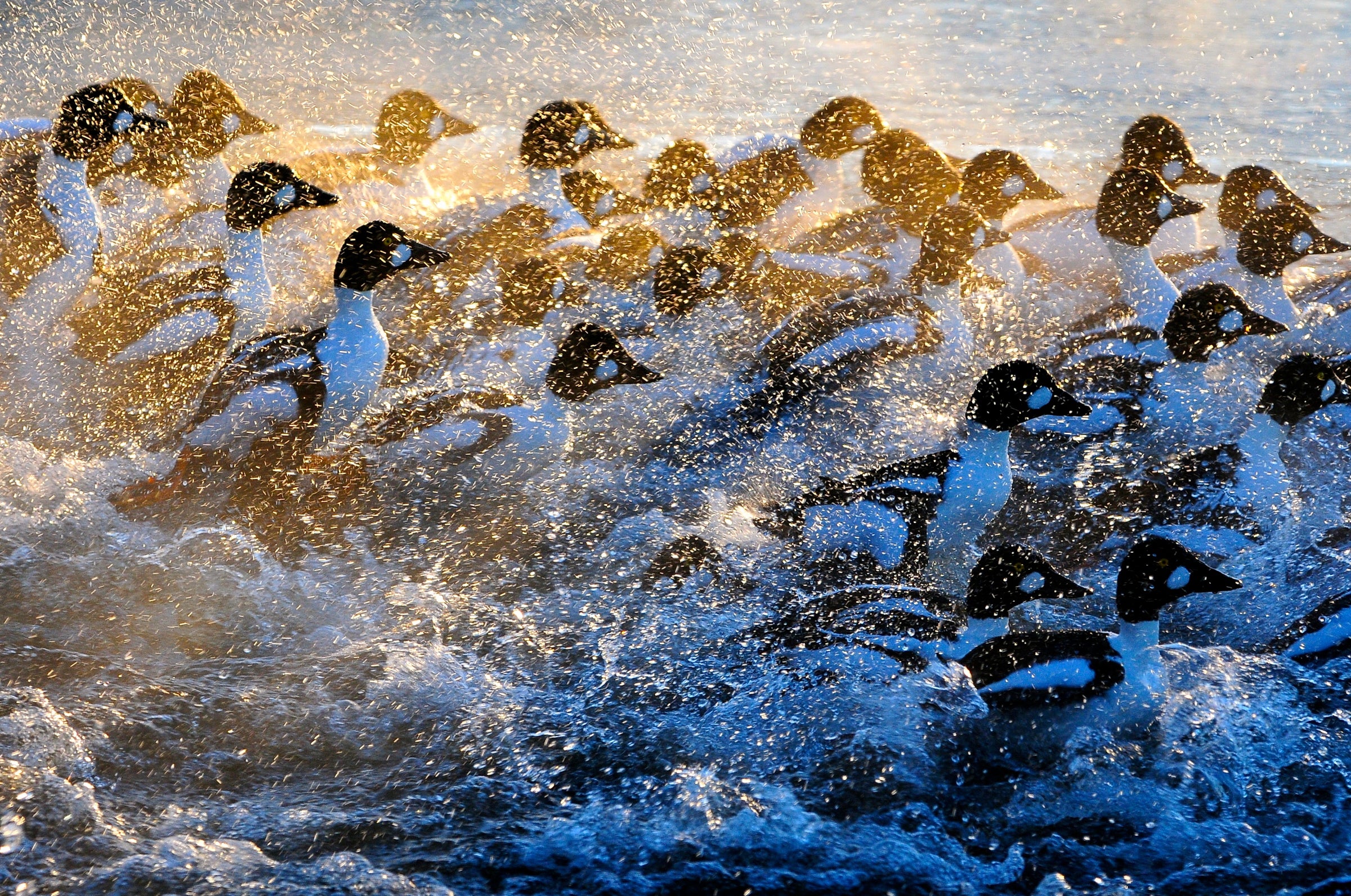 Flock of Common Goldeneye churning and splashing sunlit water