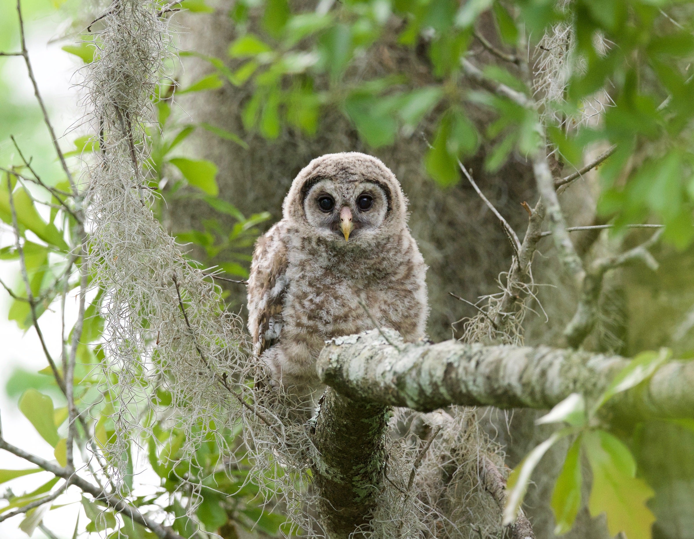 A Barred Owl chick perches on a branch of a tree.