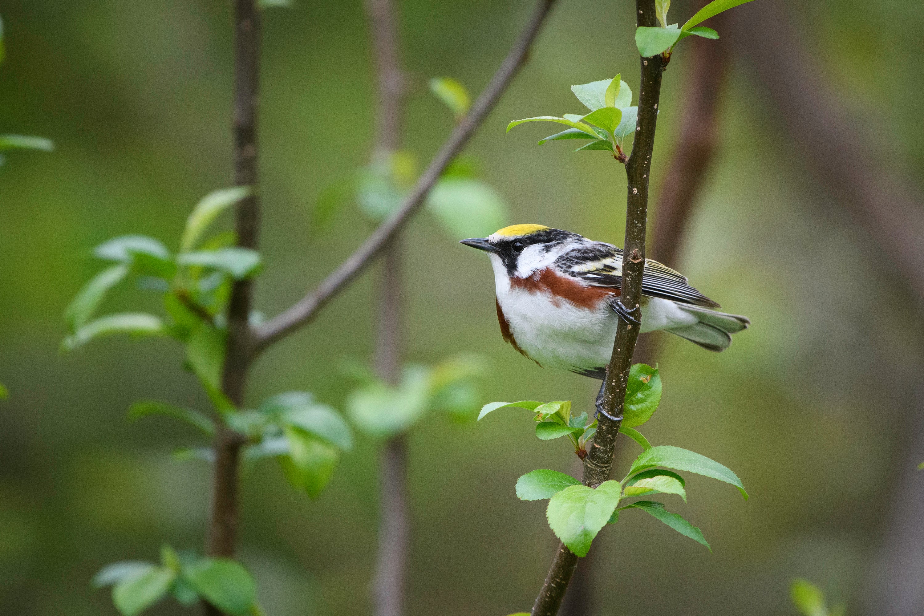 A male Chestnut-sided Warbler perched on a branch, surrounded by budding leaves.