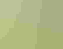A meadowlark stands in short, green grass.