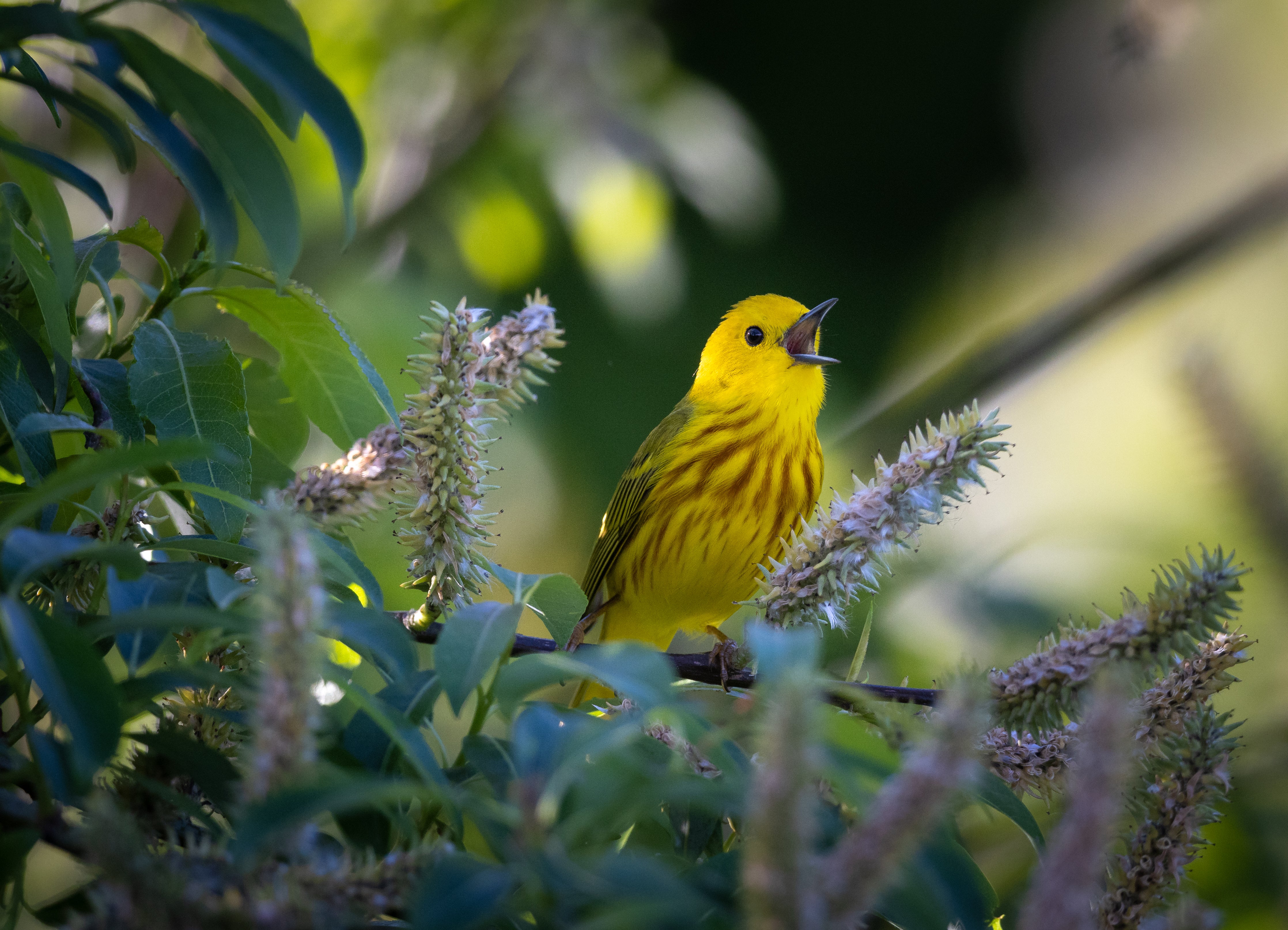 A Yellow Warbler perched in a willow tree, beak open as it sings.