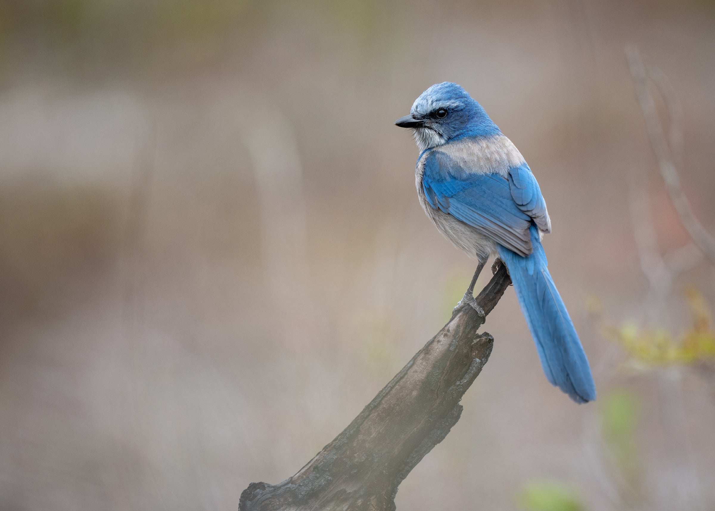 Florida Scrub-Jay sitting on a branch