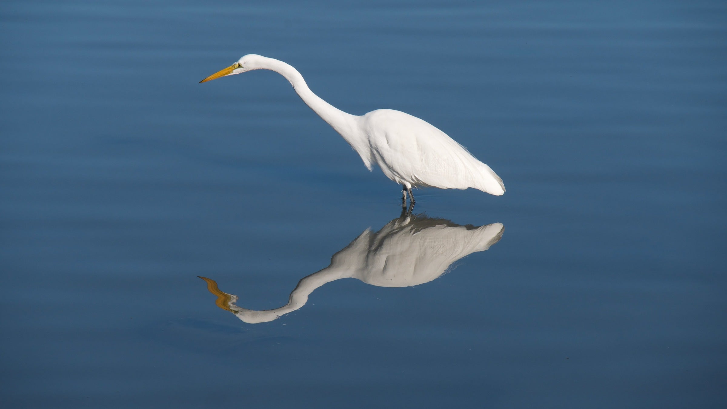 Great Egret standing in water