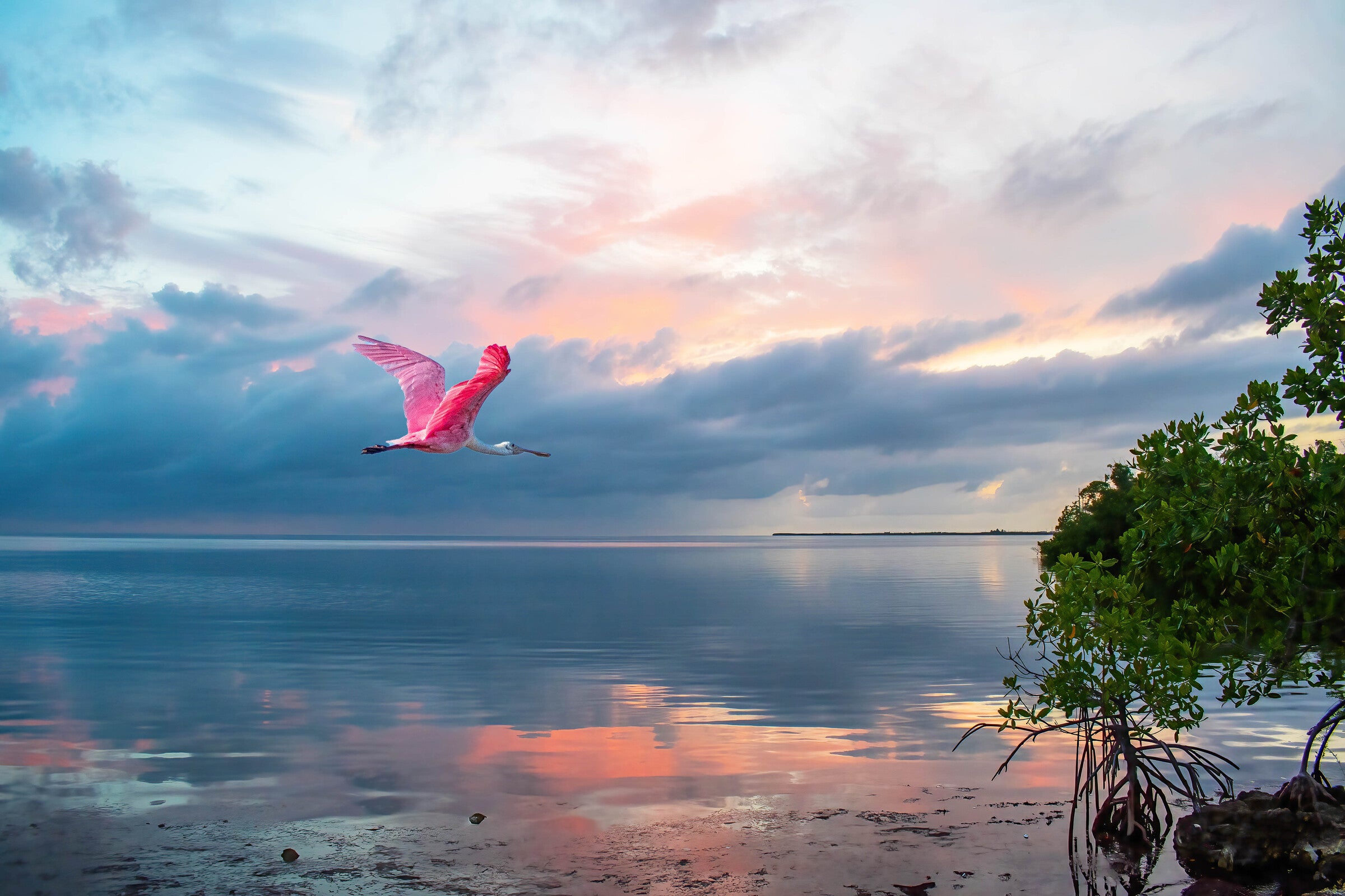 A Roseate Spoonbill flying over water with sunset skies in the background