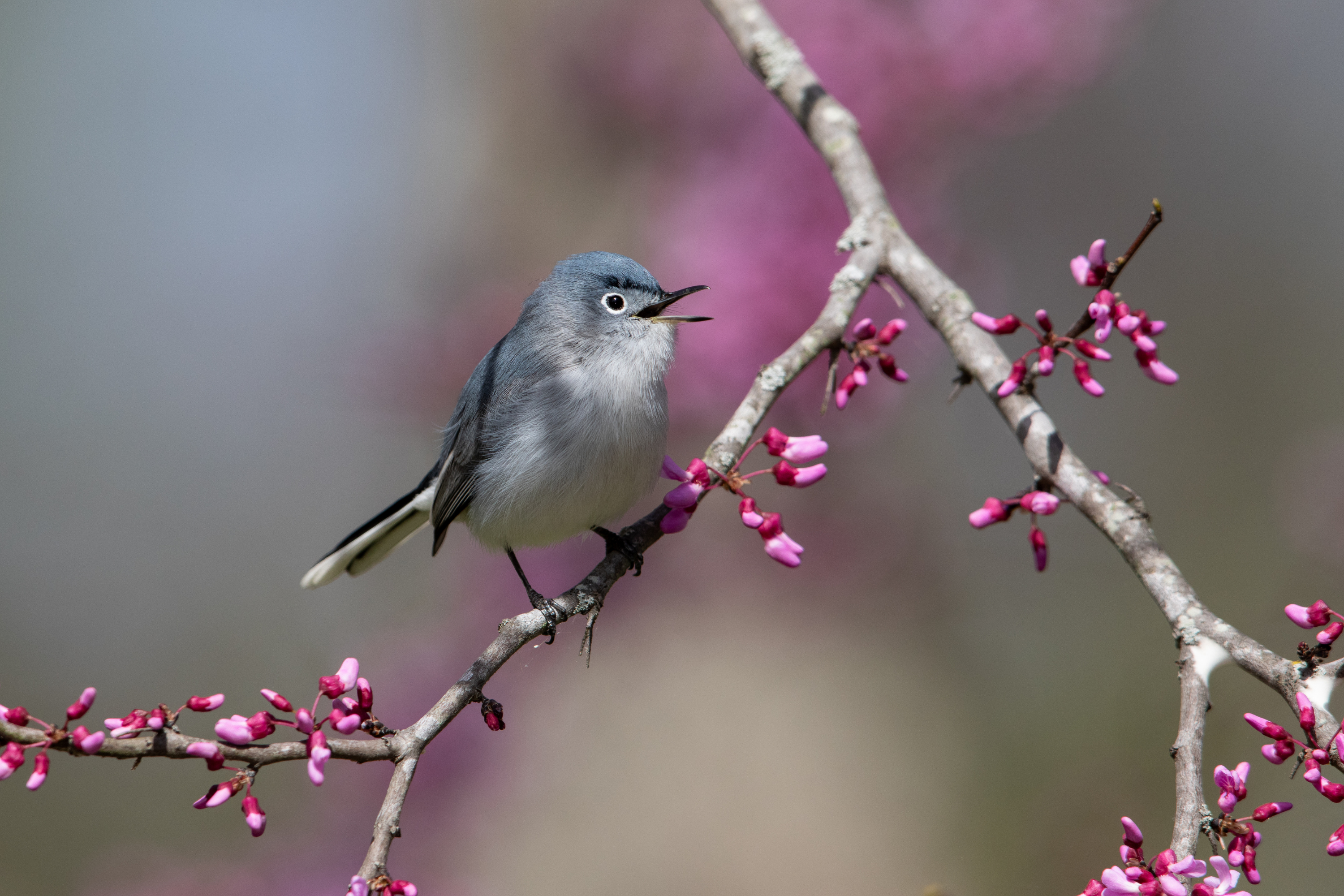A Blue-gray Gnatcatcher perches on a branch with many small pink blooms, beak open.