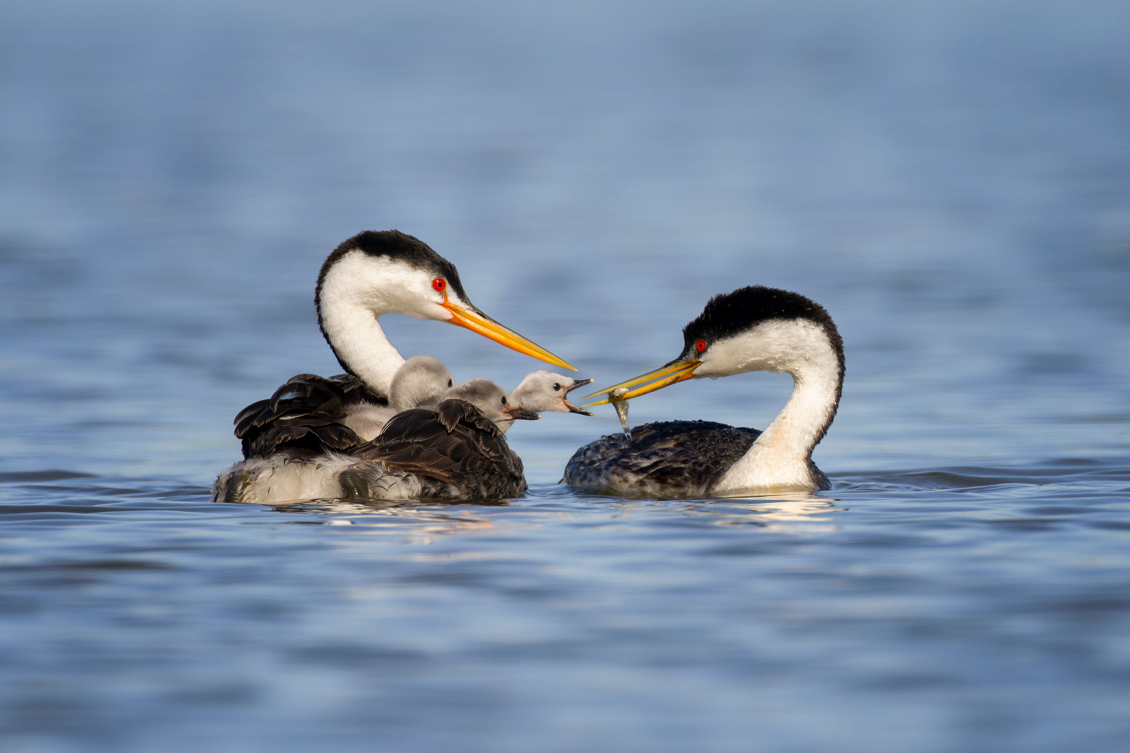 A Clark's Grebe and Western Grebe feed chicks.