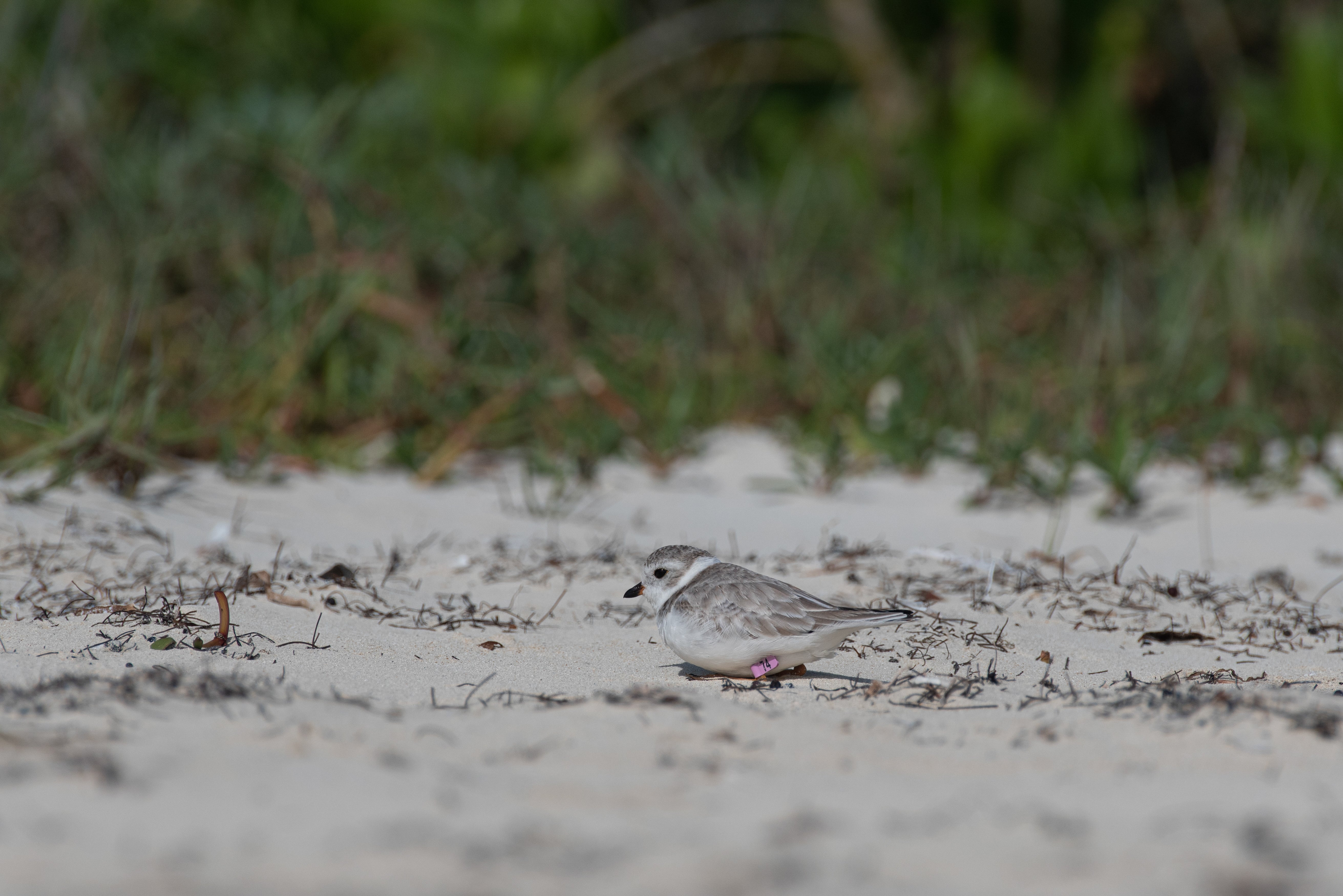 A Piping Plover on the sand, with a band on its leg.