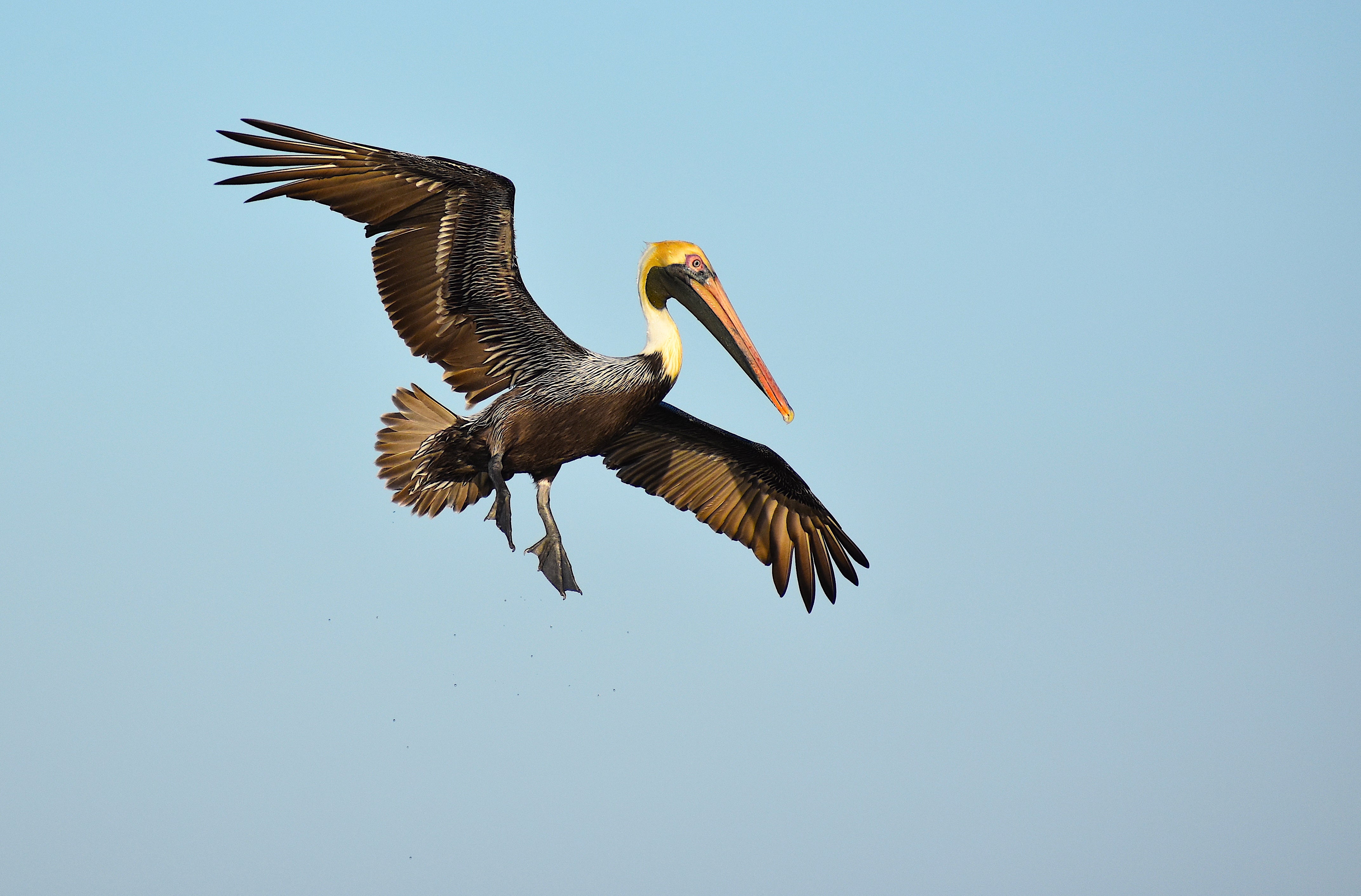 Brown Pelican in flight