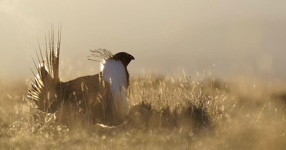 A Greater Sage-Grouse displays.