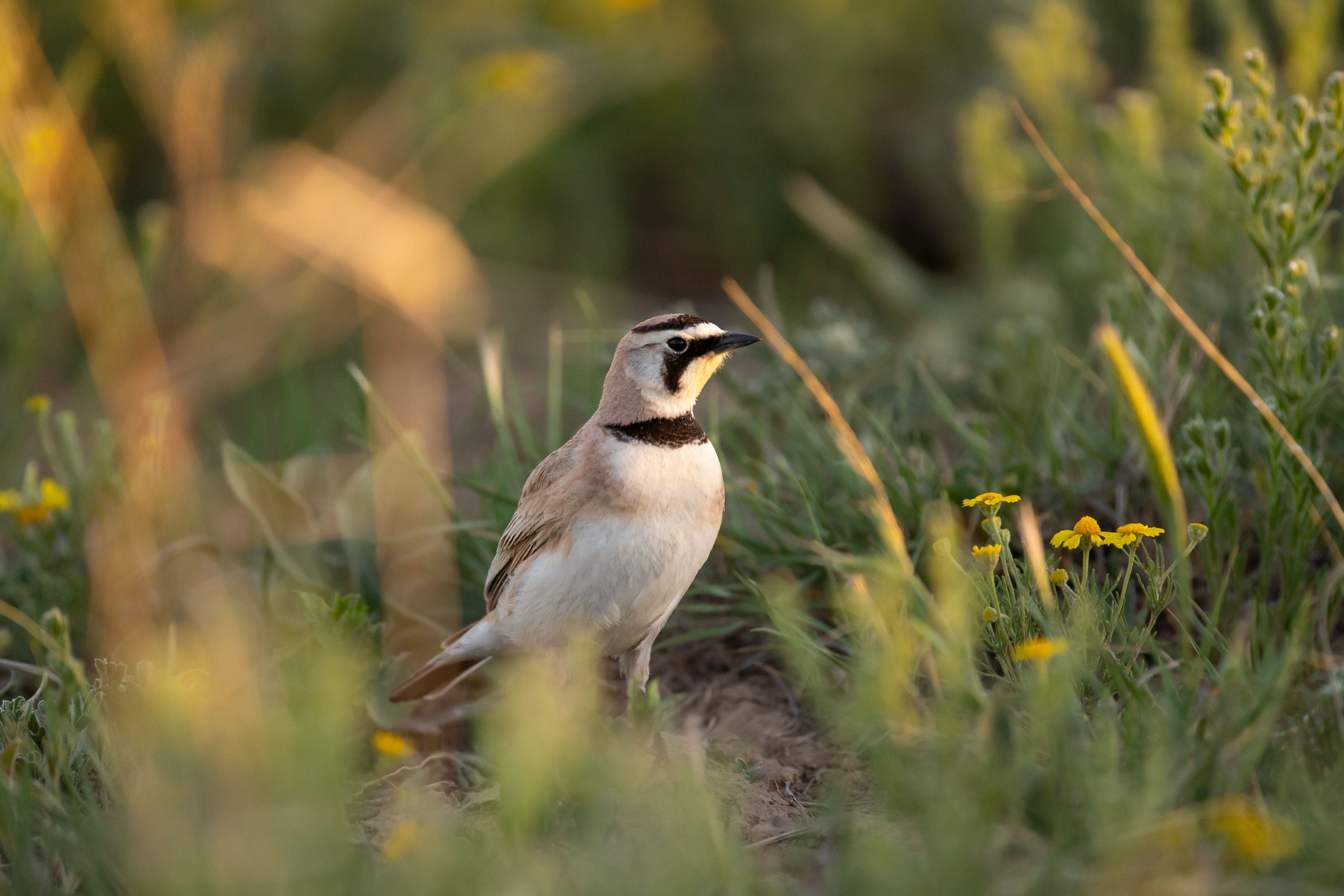 A Horned Lark stands on the ground.