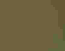 A Horned Lark stands on the ground.