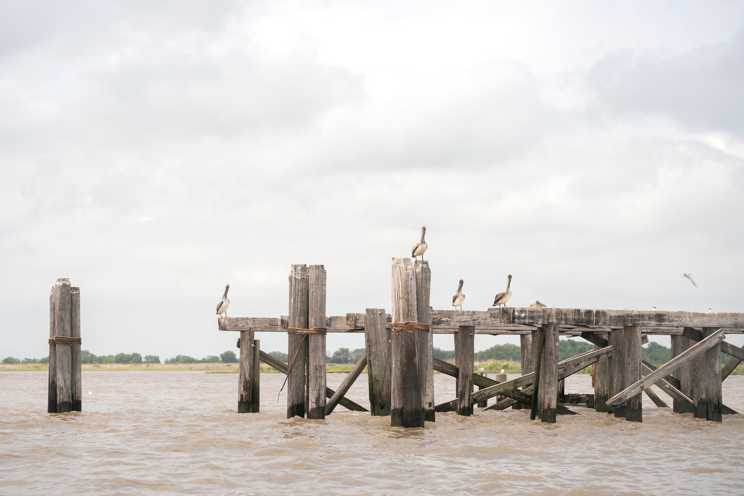 Brown Pelicans sitting on a wooden pier.