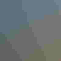 A flock of birds at sunset