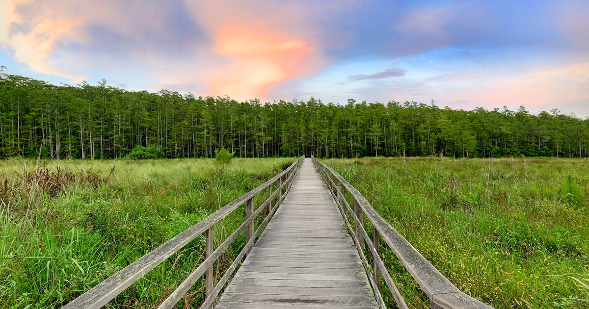 Audubon's Corkscrew Swamp Sanctuary in Naples FL