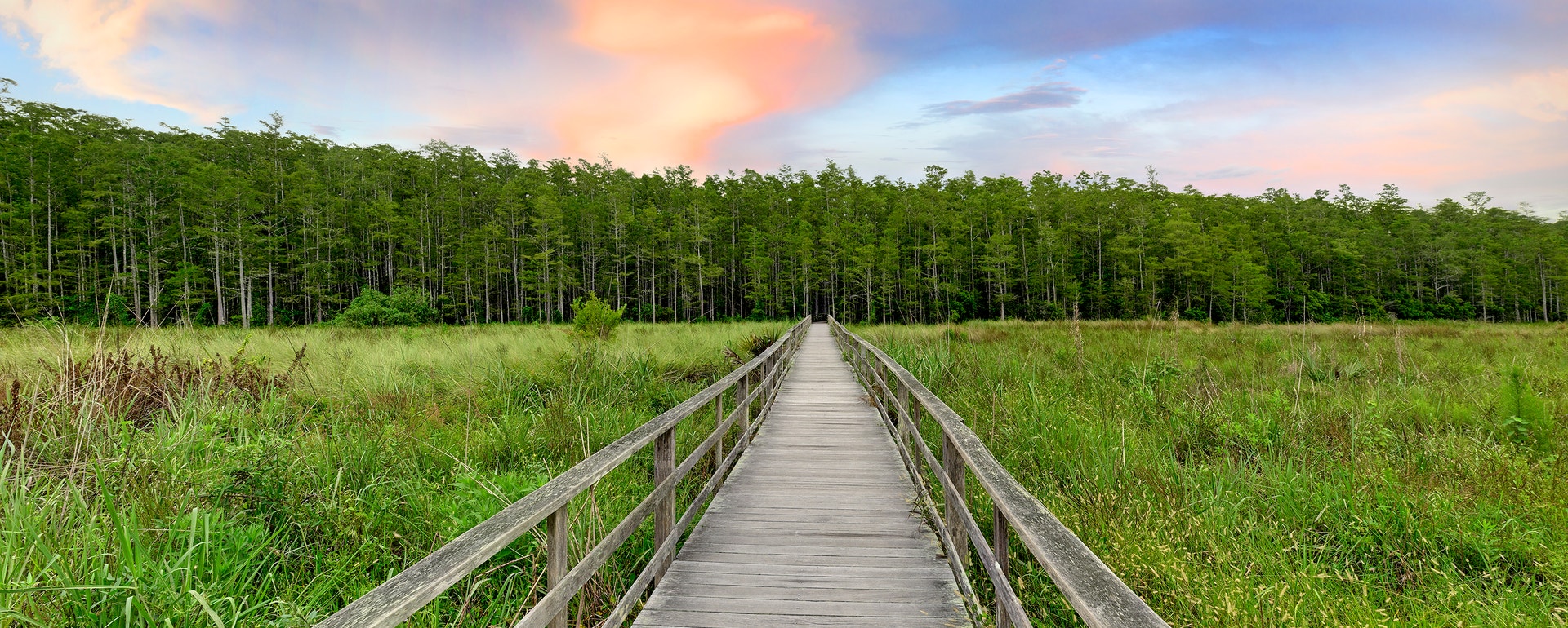 The Corkscrew Swamp Sanctuary boardwalk. Photo: R J Wiley A boardwalk leading to a forest