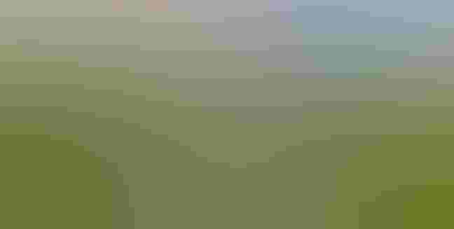 The Corkscrew Swamp Sanctuary boardwalk. Photo: R J Wiley A boardwalk leading to a forest