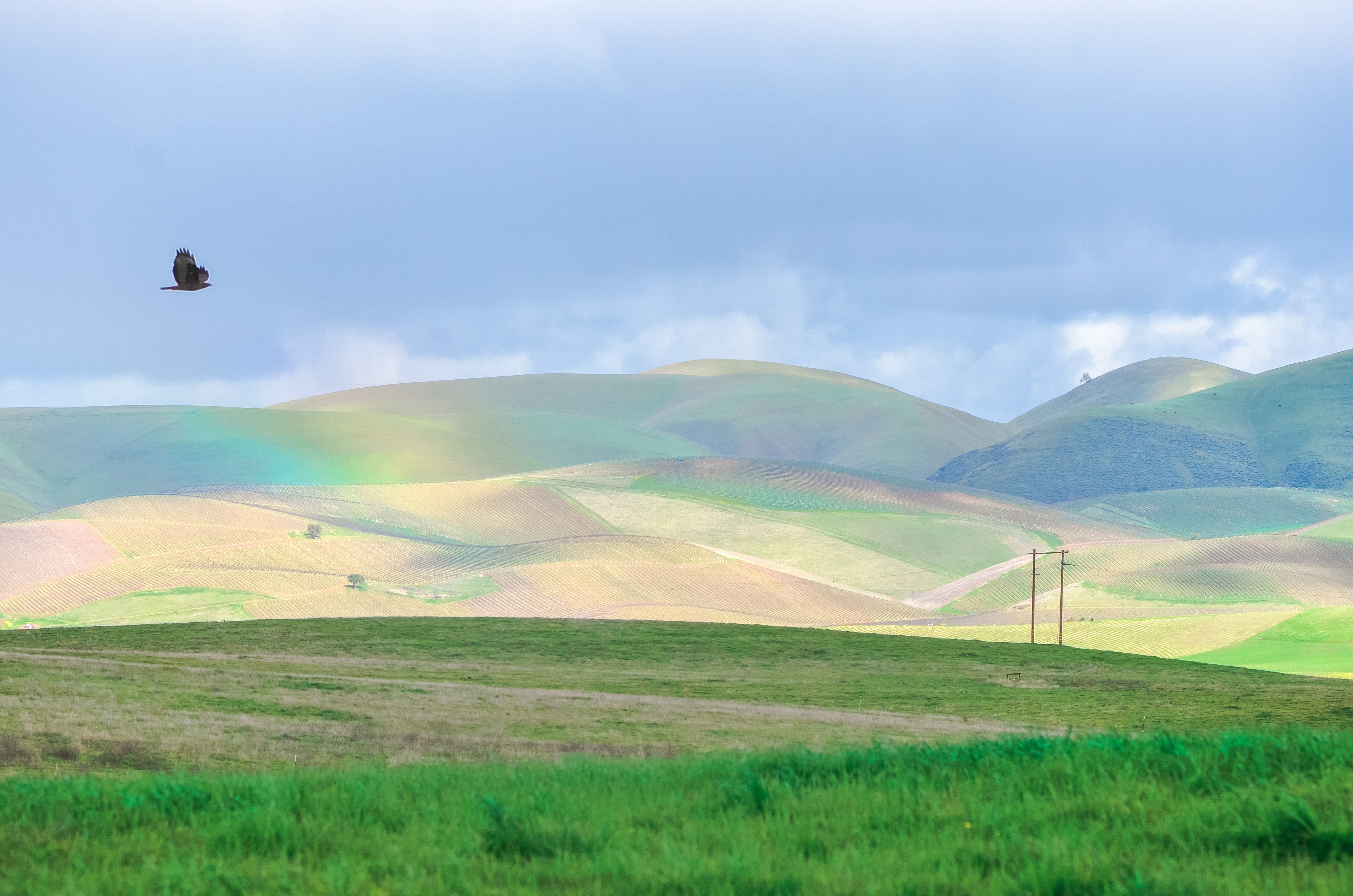  Paicines Ranch (Audubon Certified Bird-Friendly habitat) in San Benito County, California.