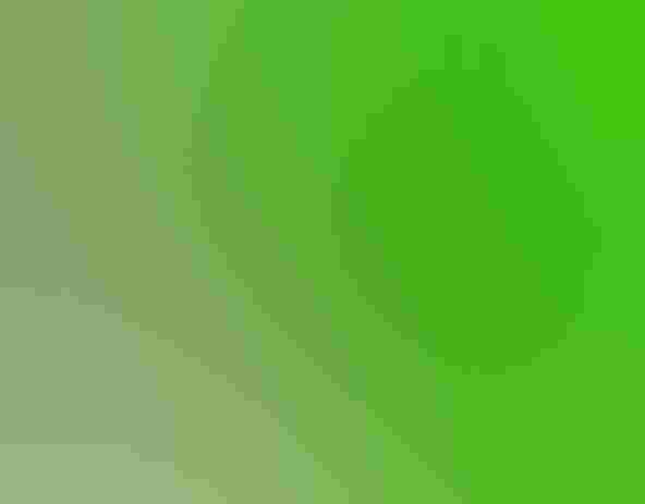 Green tree frog. Photo: R J Wiley A large green leaf with a frog on it