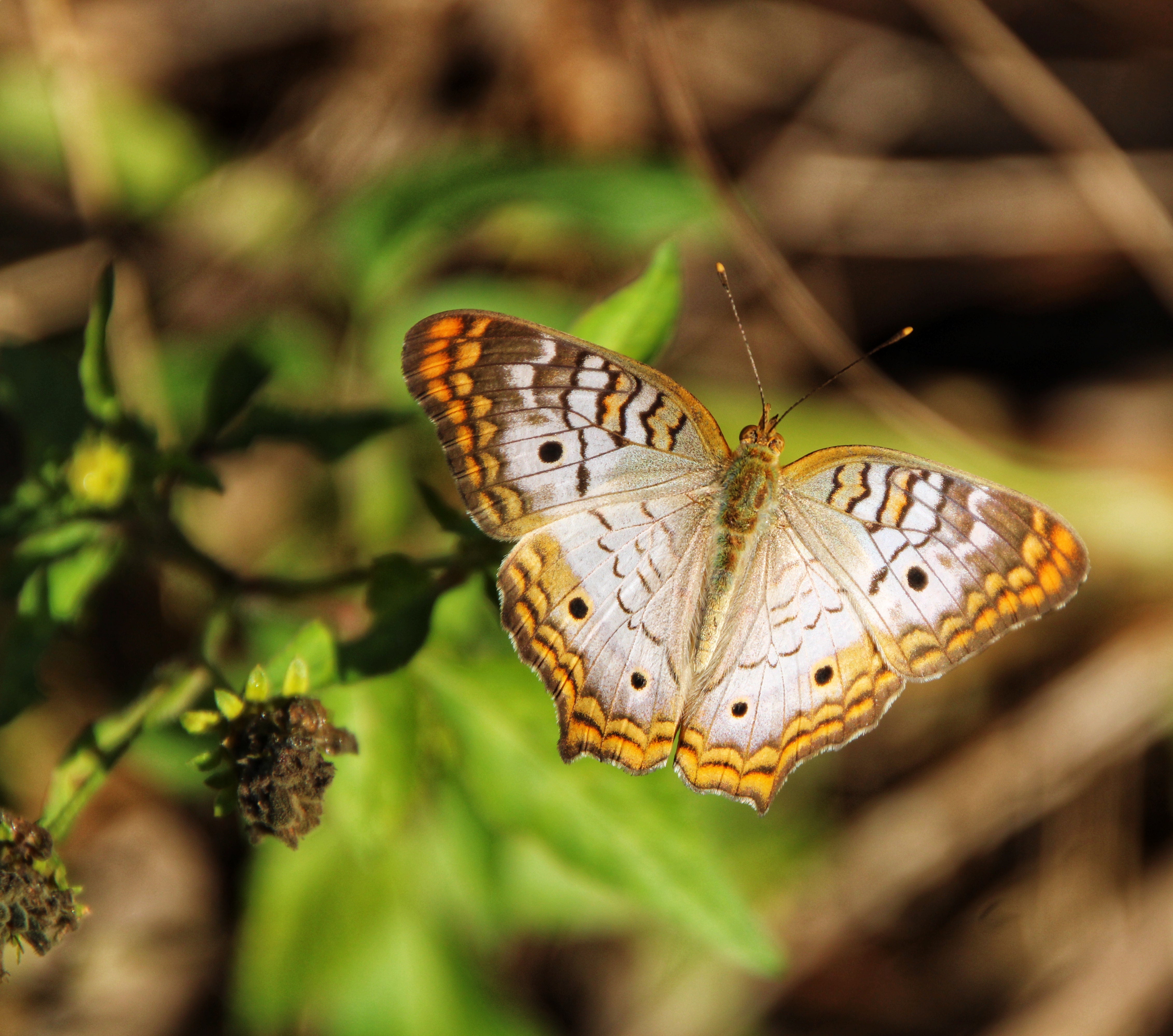 White peacock butterfly