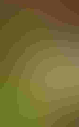 White peacock butterfly