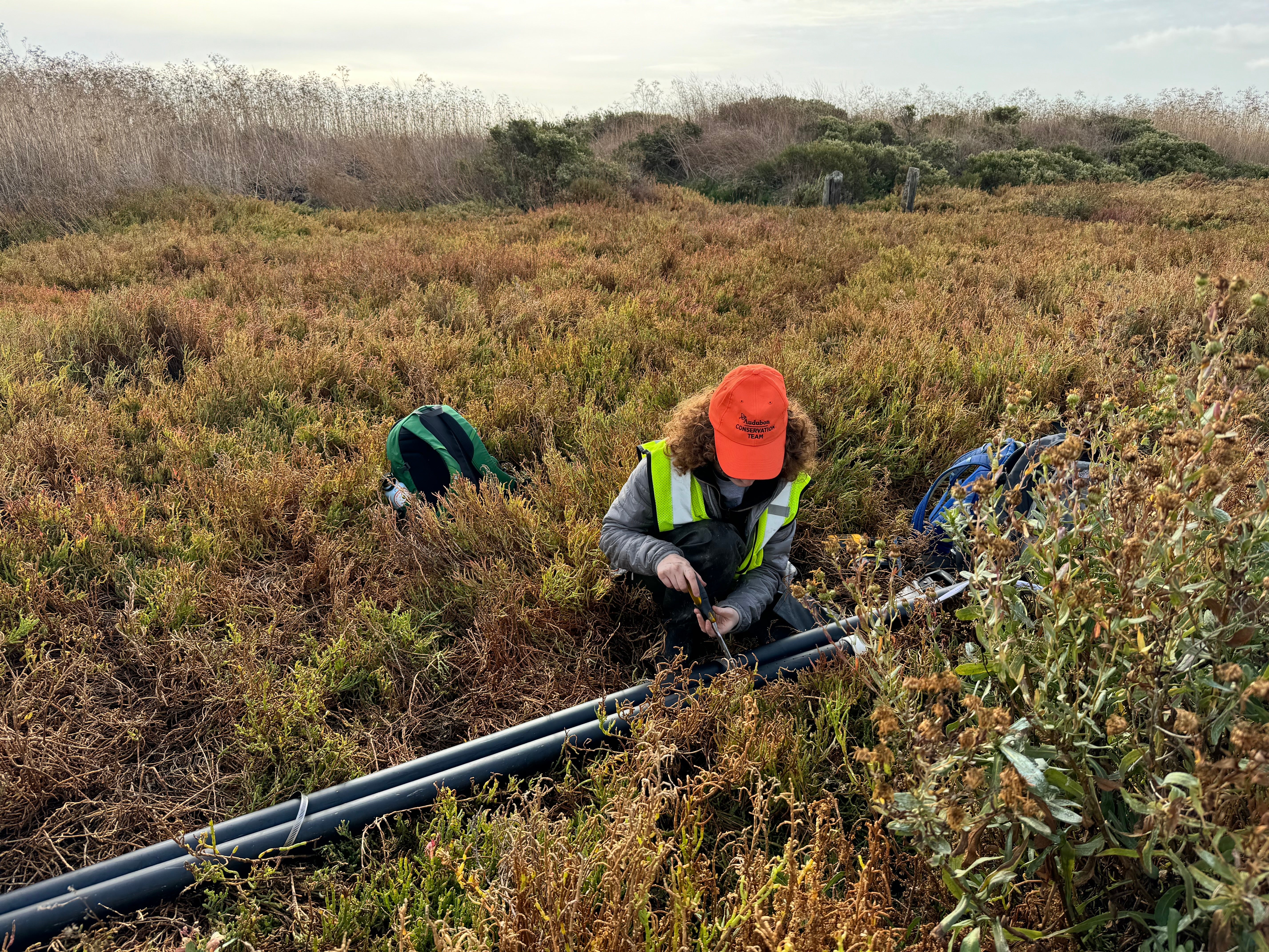 Mia Rosati, Community Conservation Fellow at the Richardson Bay �ԹϺ��� Center & Sanctuary, installs a water level monitoring well in the channel on the west side of the project site