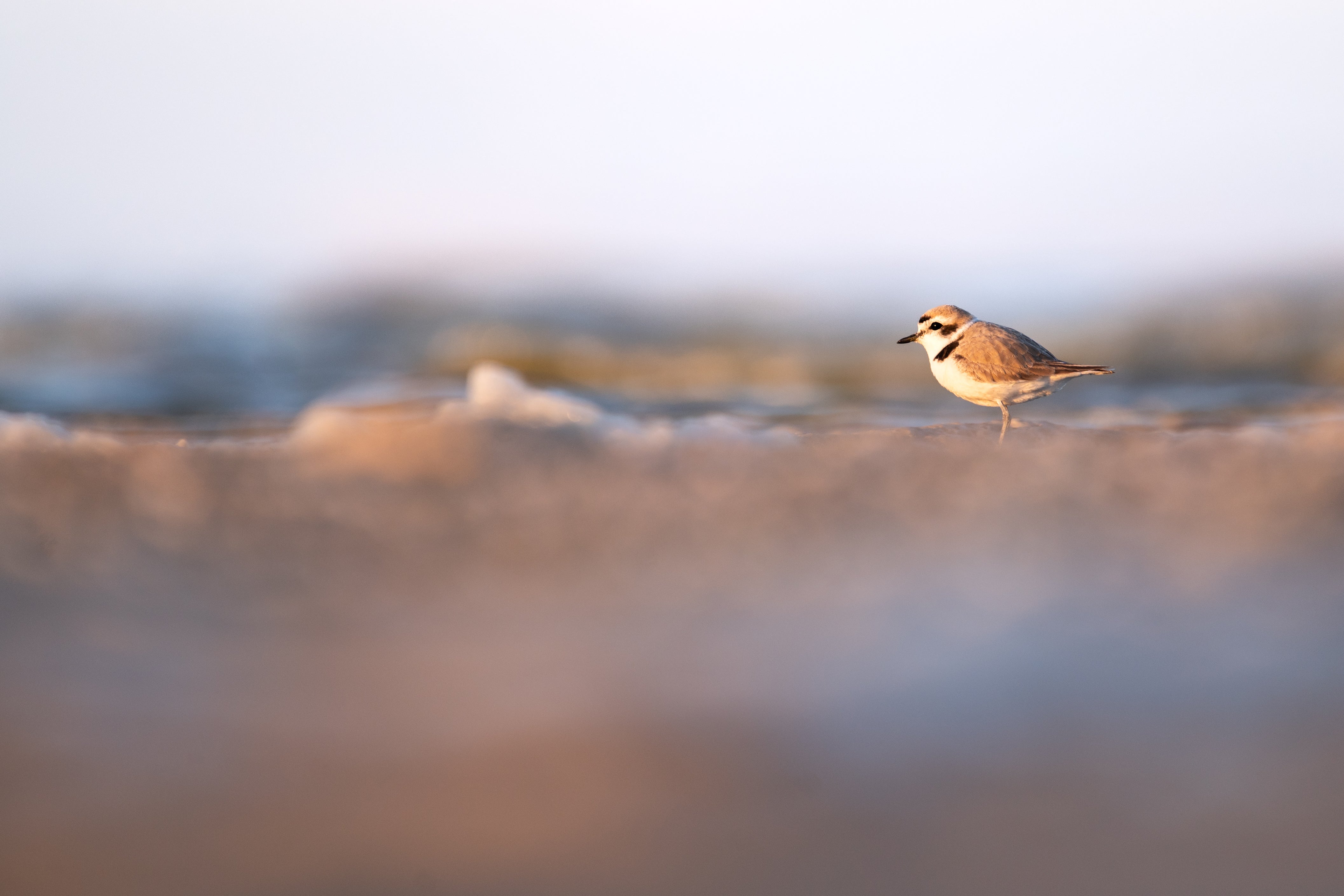 A Snowy Plover stands on the shore of the Salton Sea with a blurred foreground and water in the background. The bird has a light brown back, white underparts, and a distinctive black facial pattern. The warm light suggests early morning or late afternoon.