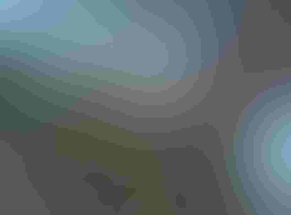 Photo: Sylvia Gomez, EagleWatch volunteer A Bald Eagle and babies in a nest.