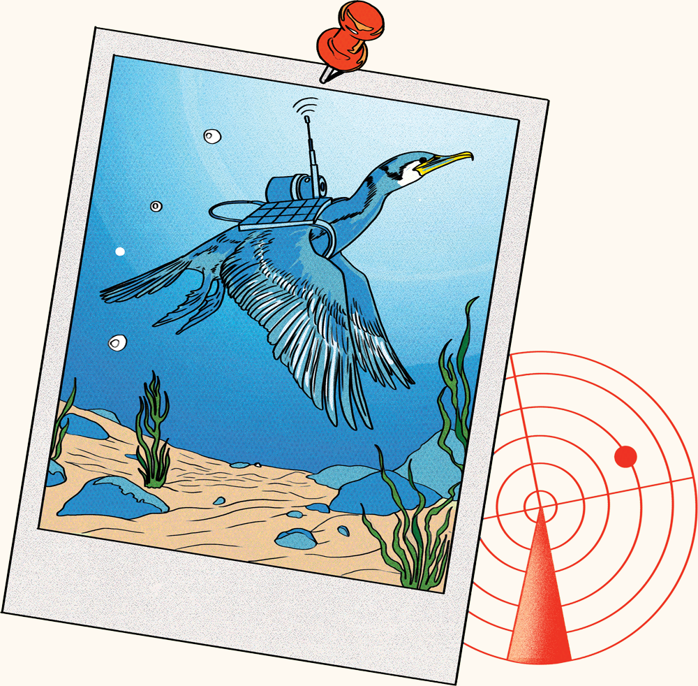 Illustration of a cormorant swimming underwater with a solar-powered device.