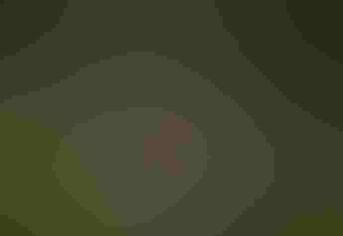 Wading birds in the Lettuce Lake Wading birds in a shallow wetland