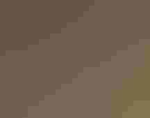 Partially hidden by brown grass and shrubbery, a Lesser Prairie-Chicken with its patterned, striped feathers dances to attract a mate.