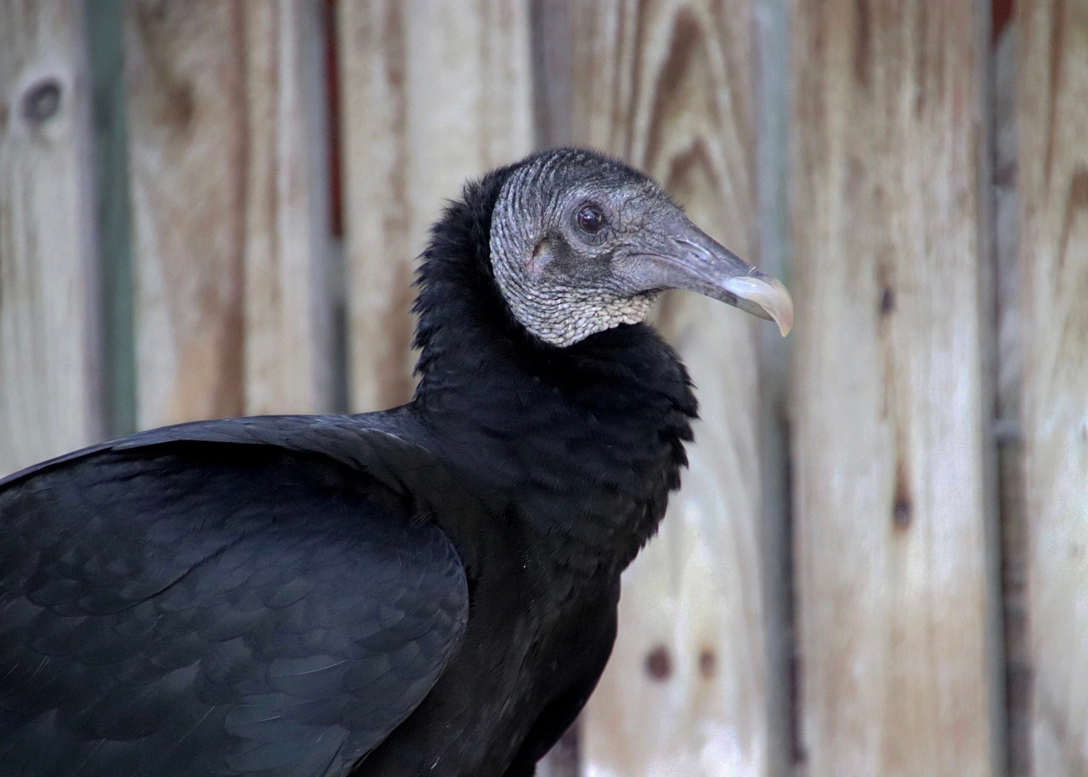 A Black Vulture