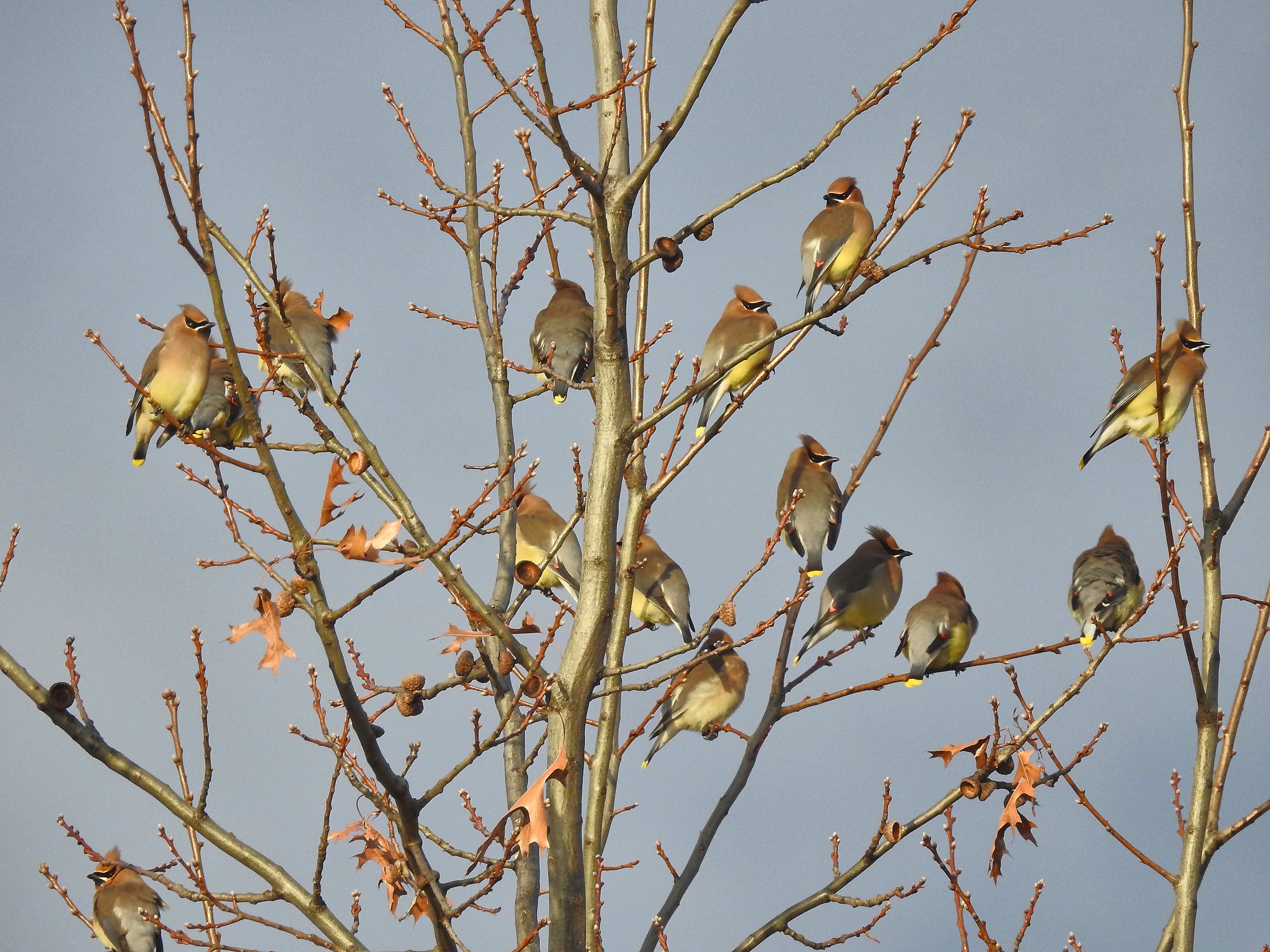 A flock of light brown Cedar Waxwings in a bare tree in winter.