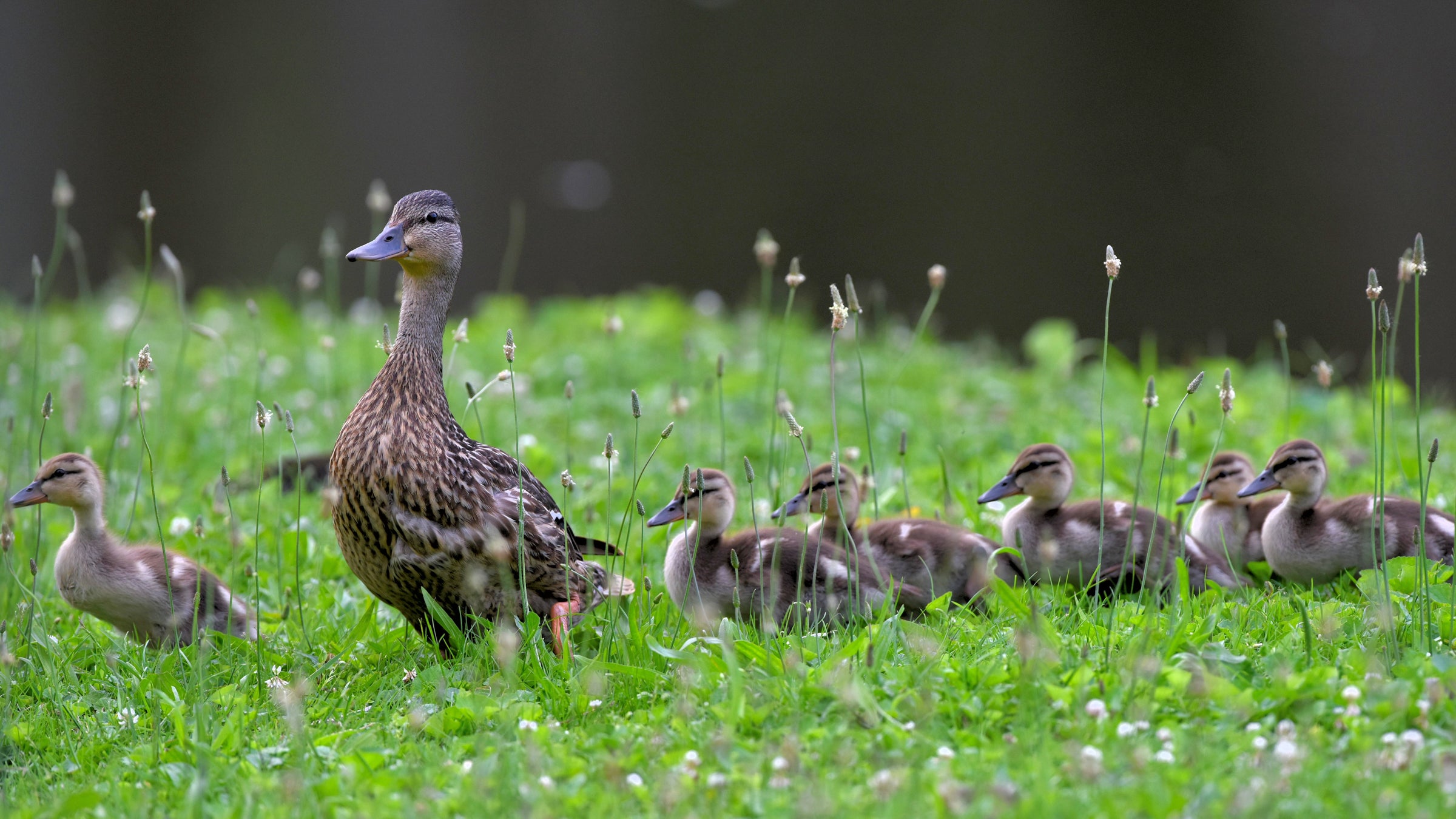 A female Mallard walks in a grassy area with a group of six ducklings..