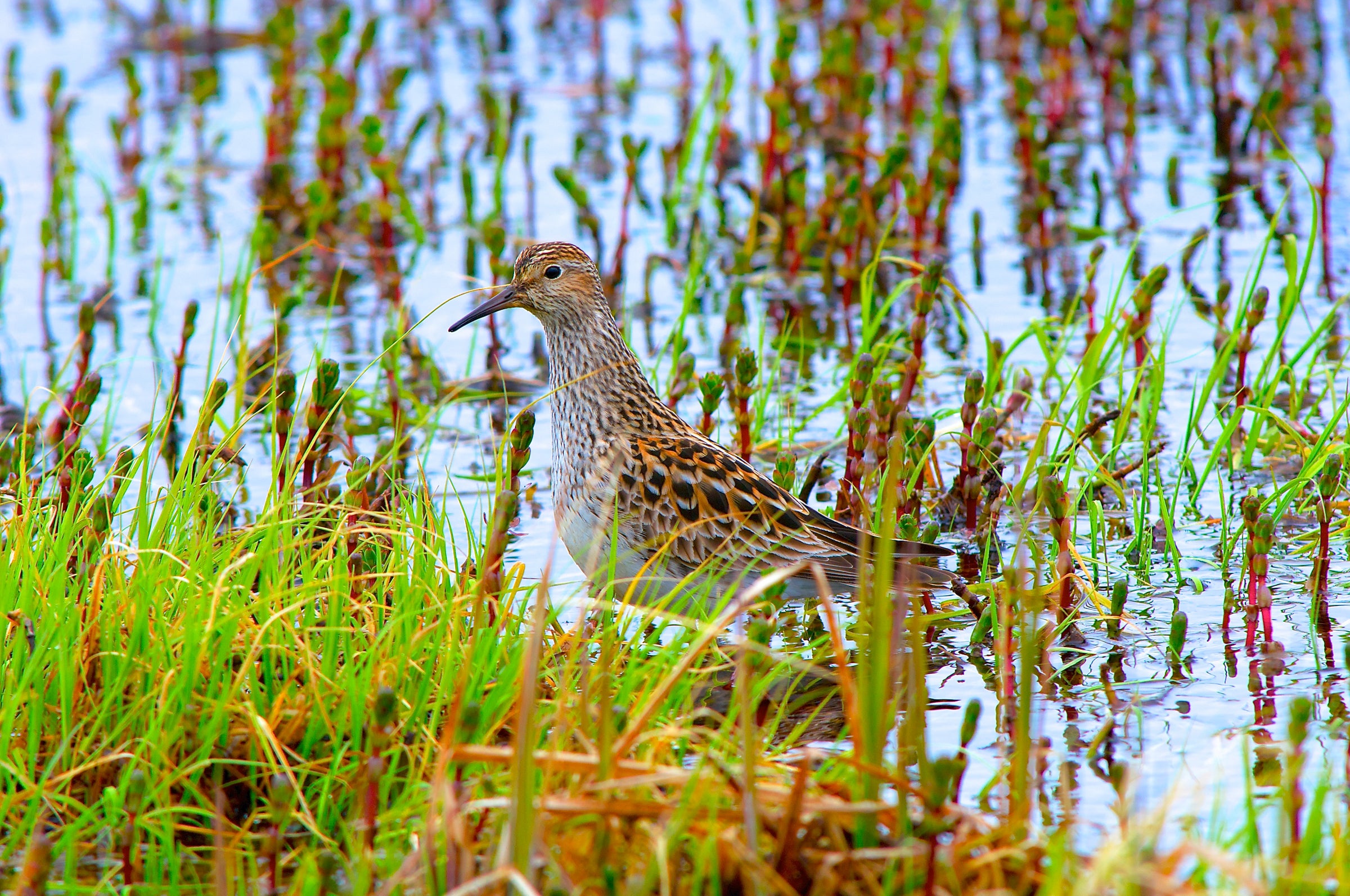 A Pectoral Sandpiper, a brown and gray shorebird, walks in a wetland.