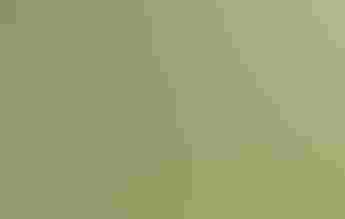 Rufous Hummingbird