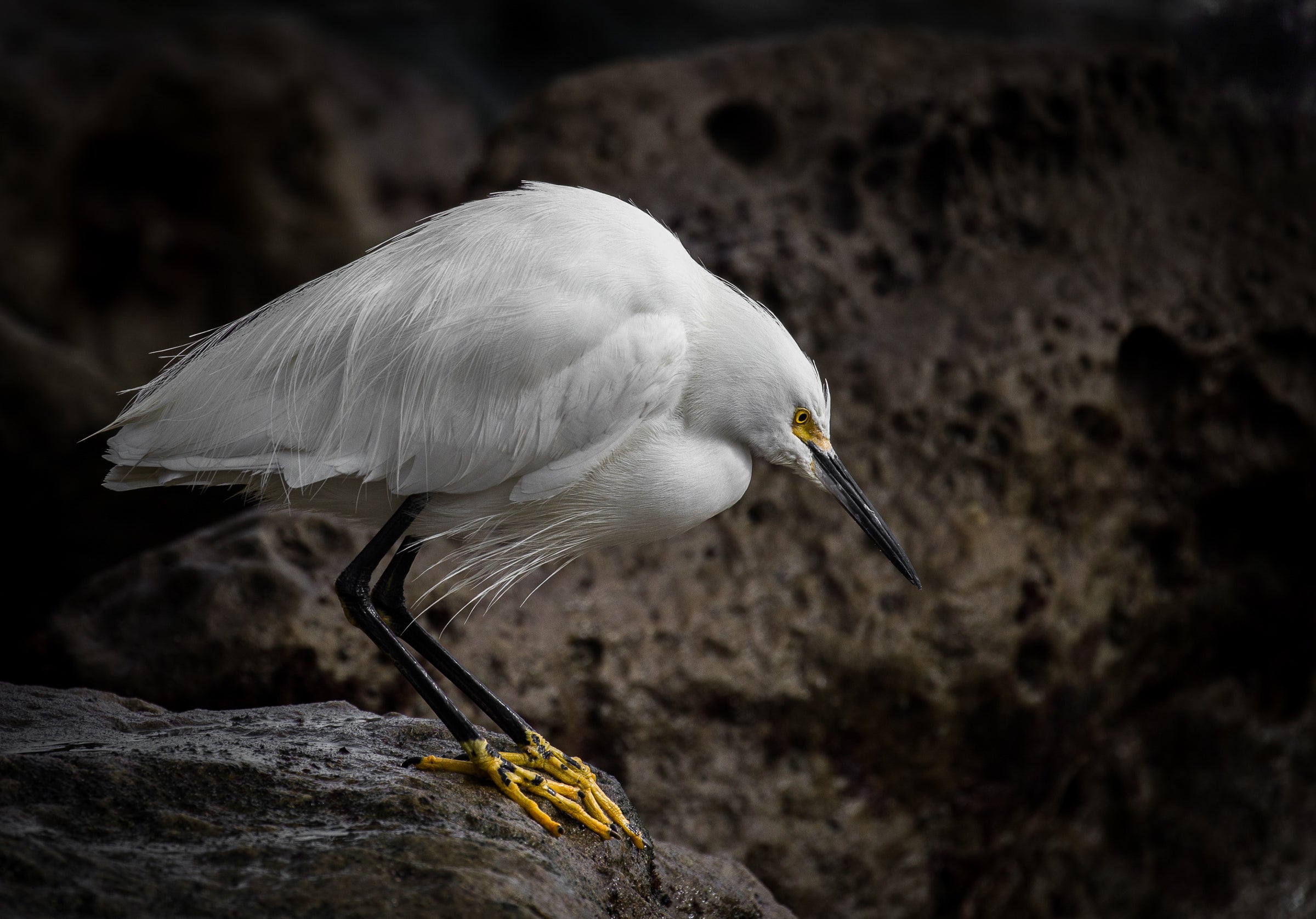 Snowy Egret crouches near some water