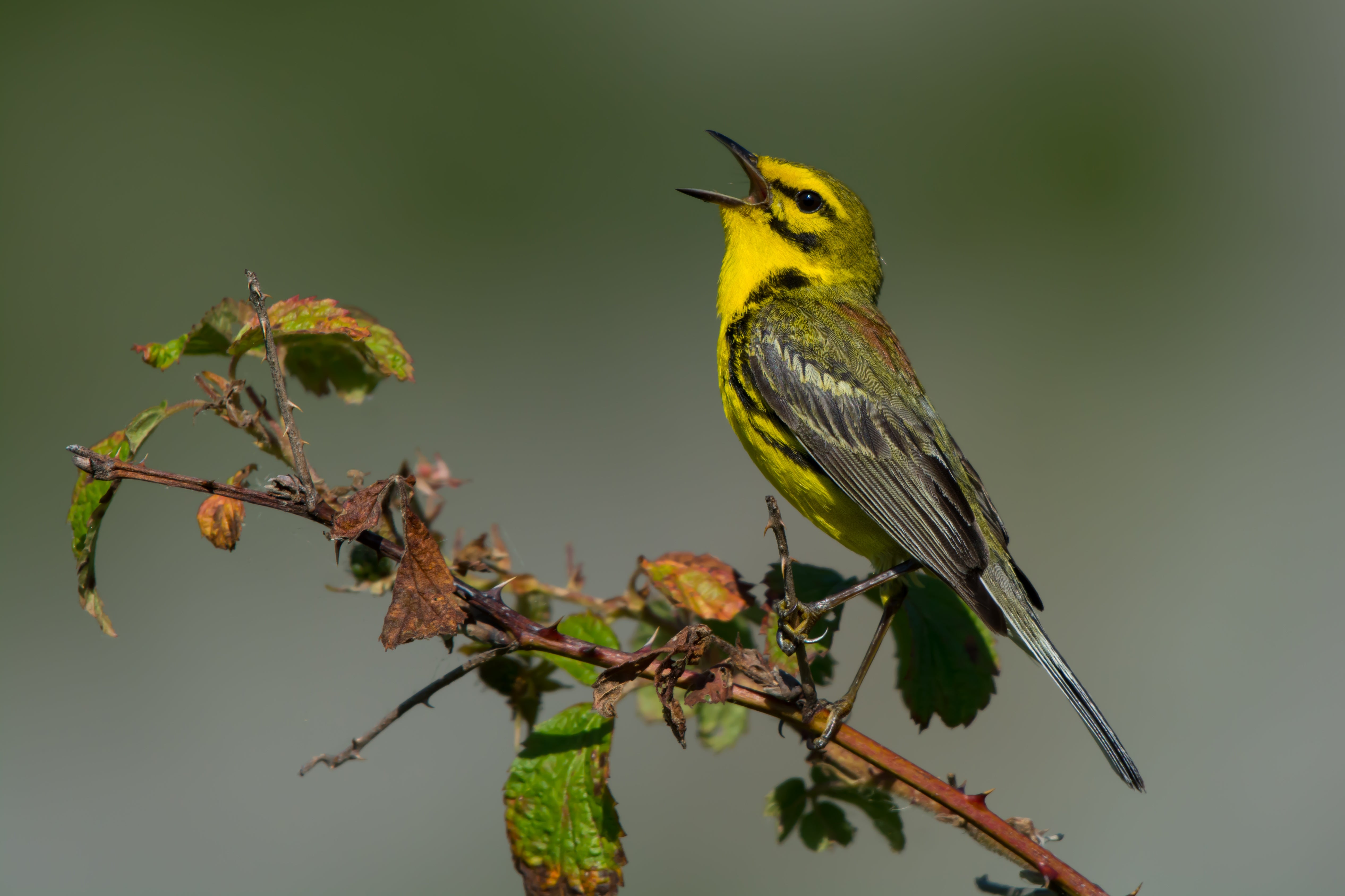 yellow and black Prairie Warbler sings