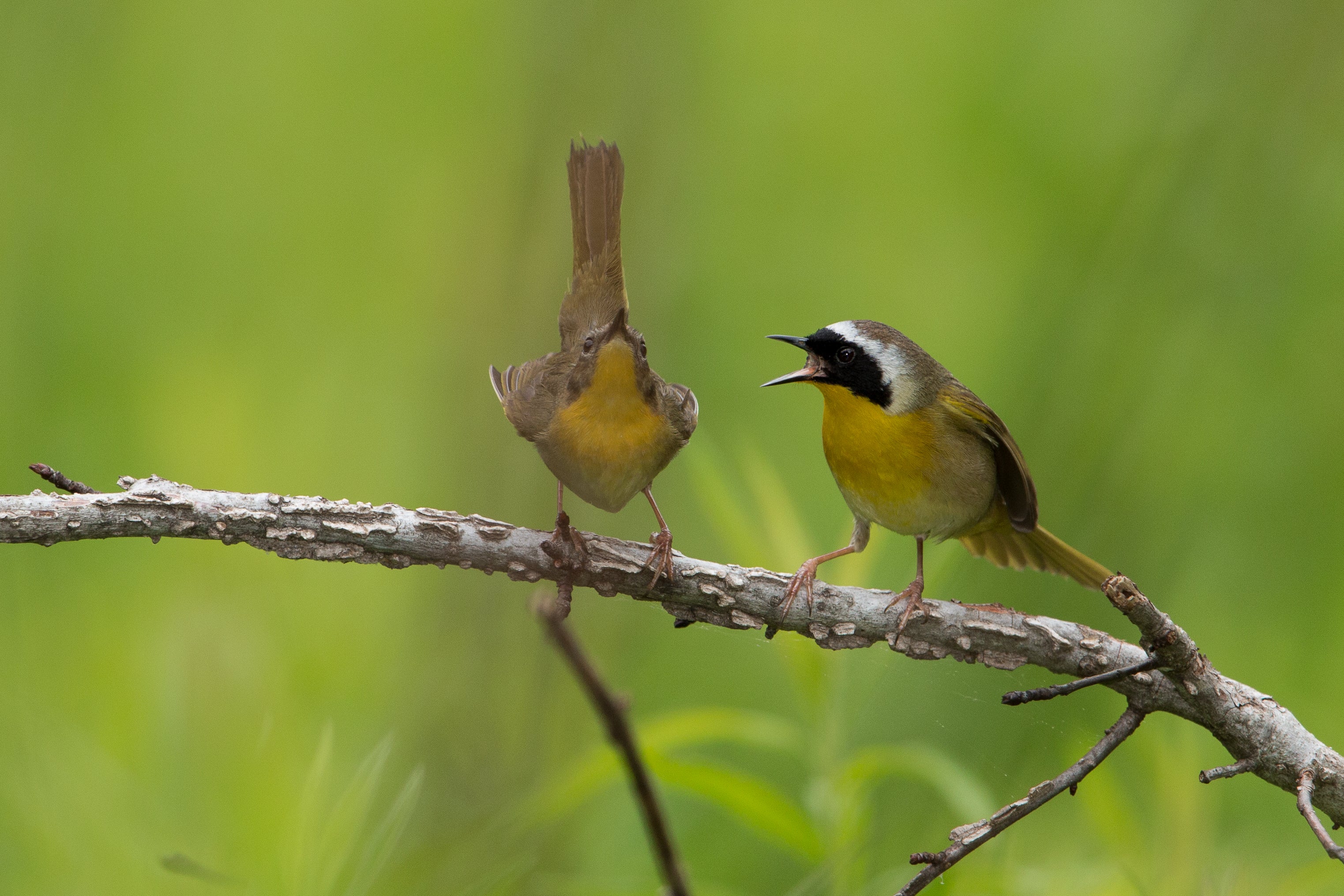 Female and male Common Yellowthroats stand on a stick.