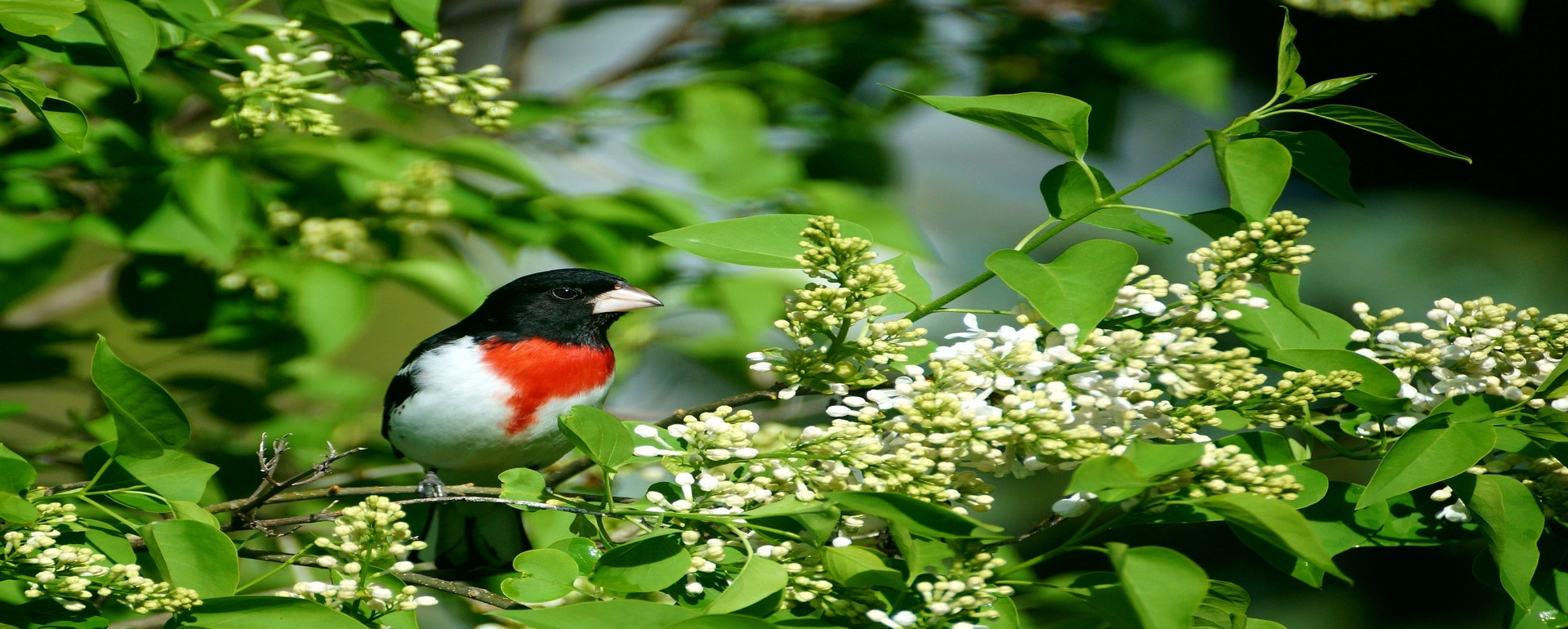 Rose-breasted Grosbeak. Photo: Kristine Olson/Audubon Photography Awards