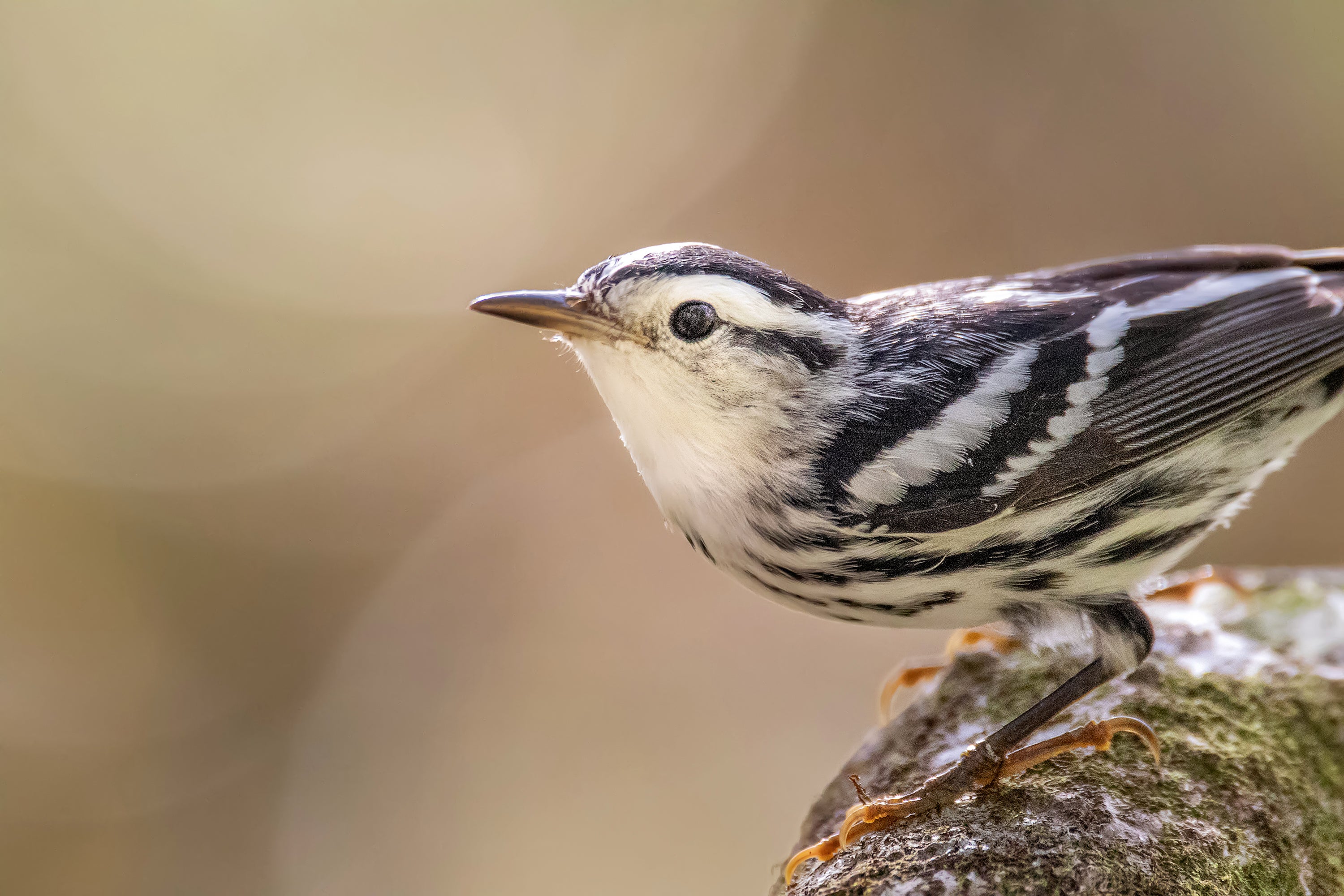 Black-and-white Warbler, a bird with black and white stripes, stands on some wood.