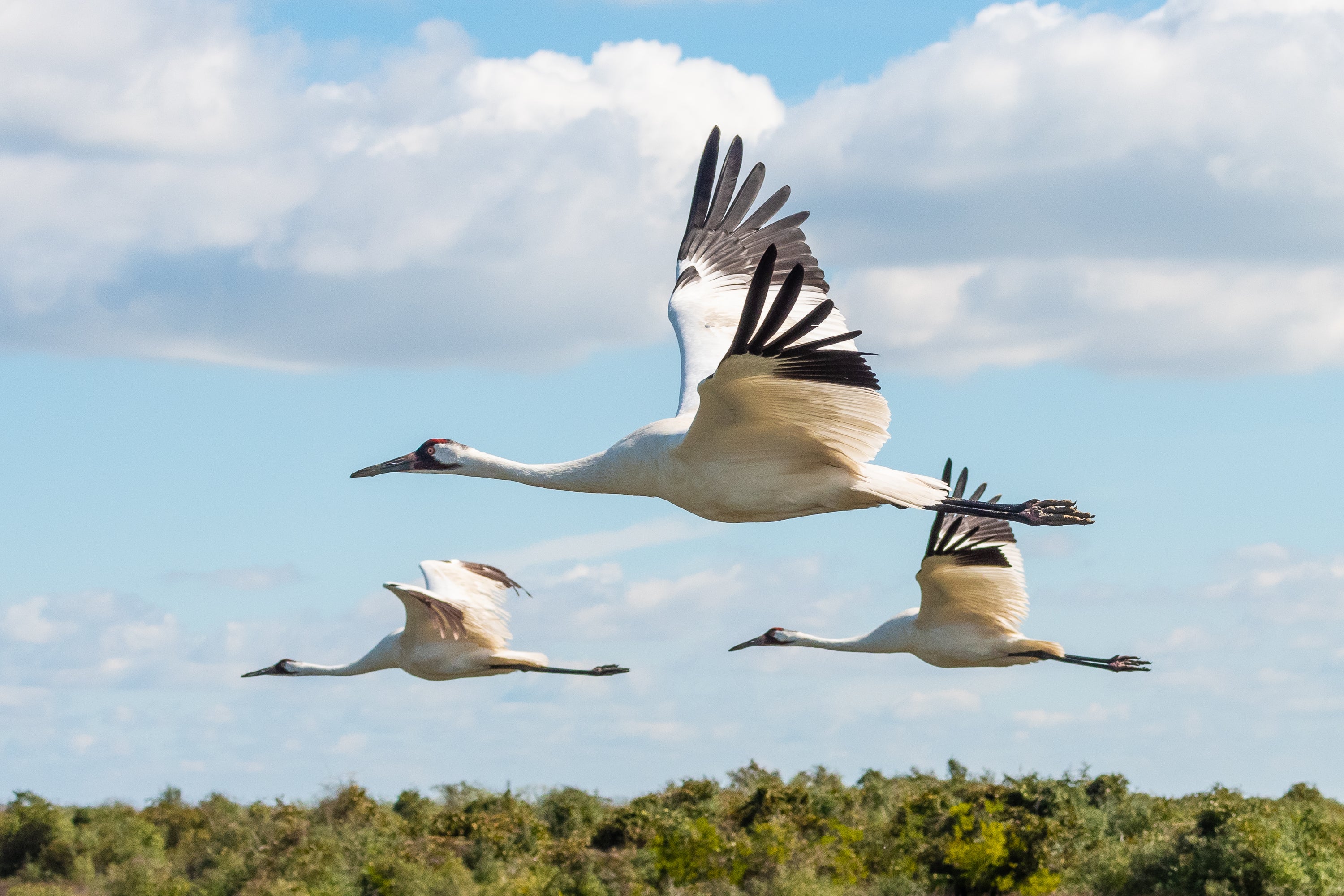 Three white birds with long necks and red patches on their heads fly over the landscape.