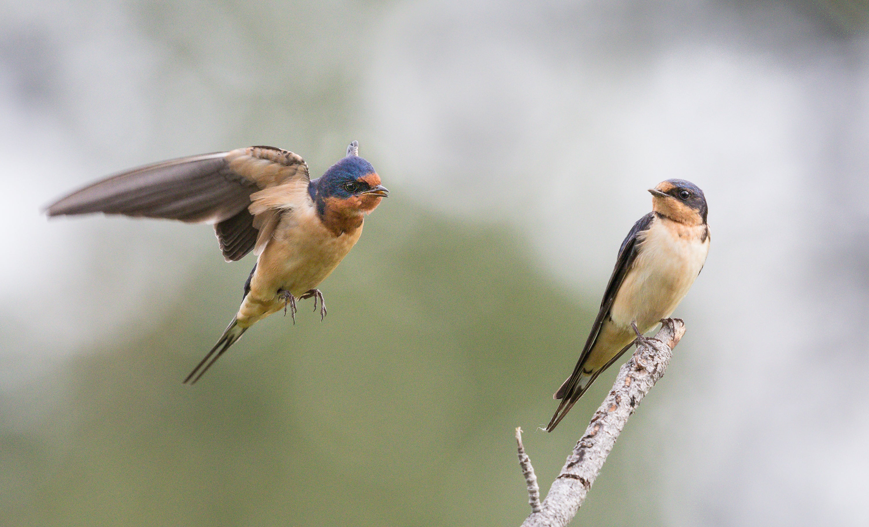Two Barn Swallows on a green background.