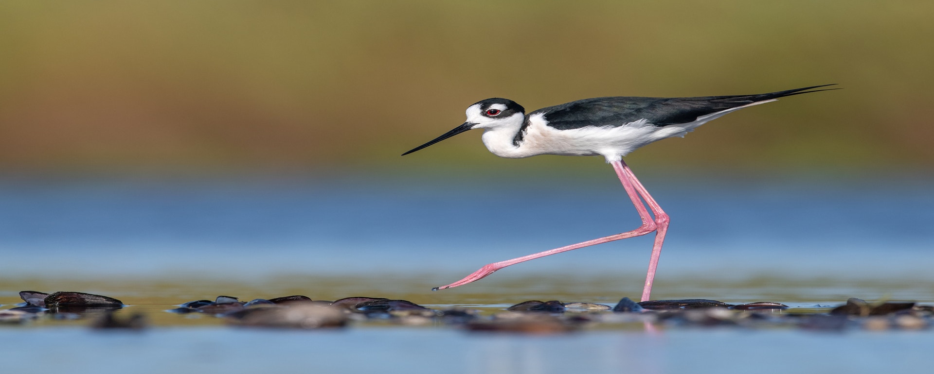 Black-necked Stilts are one of the many shorebirds that need our help. Photo: Peter Brannon/Audubon Photography Awards