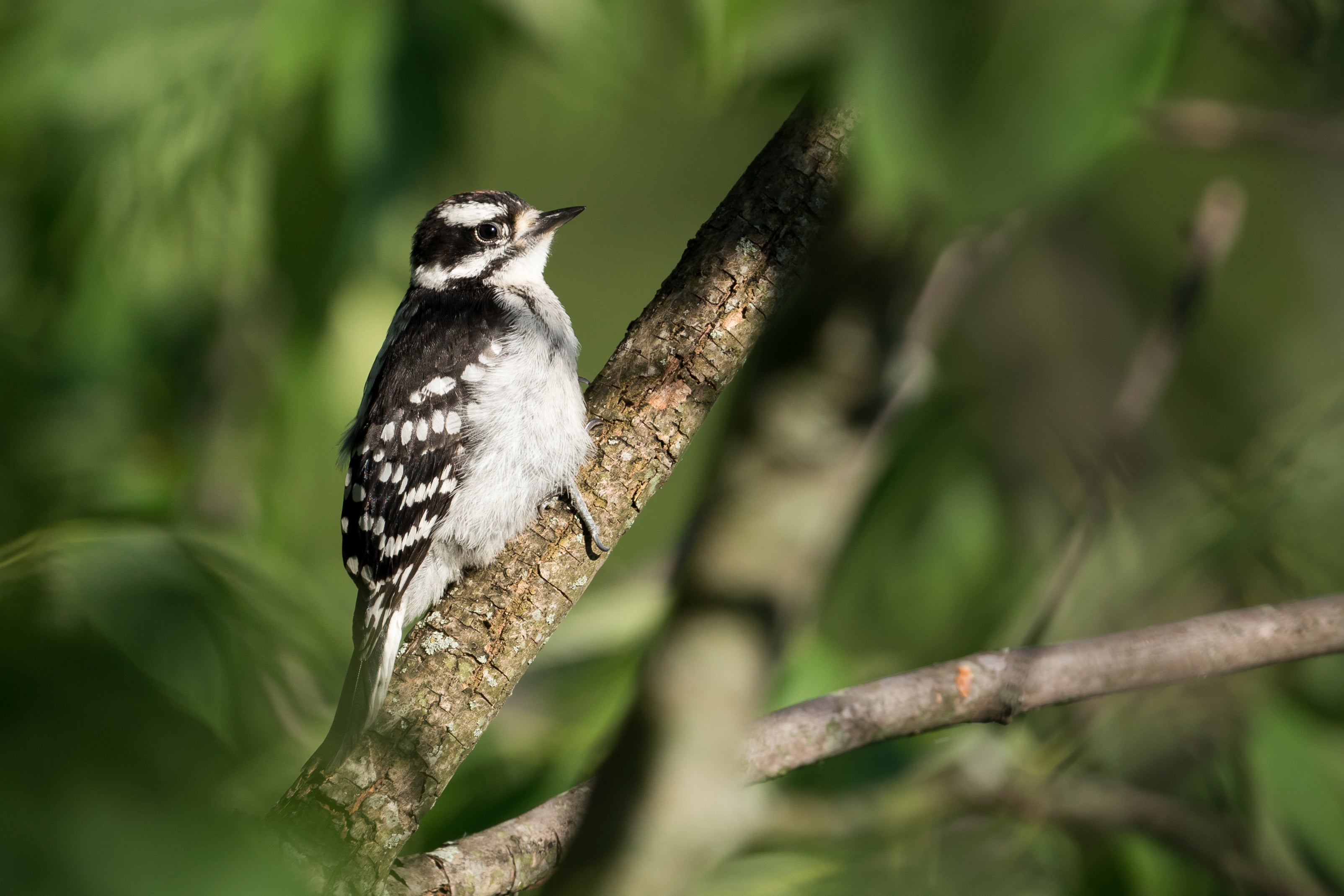 black and white Downy Woodpecker stands on a tree branch