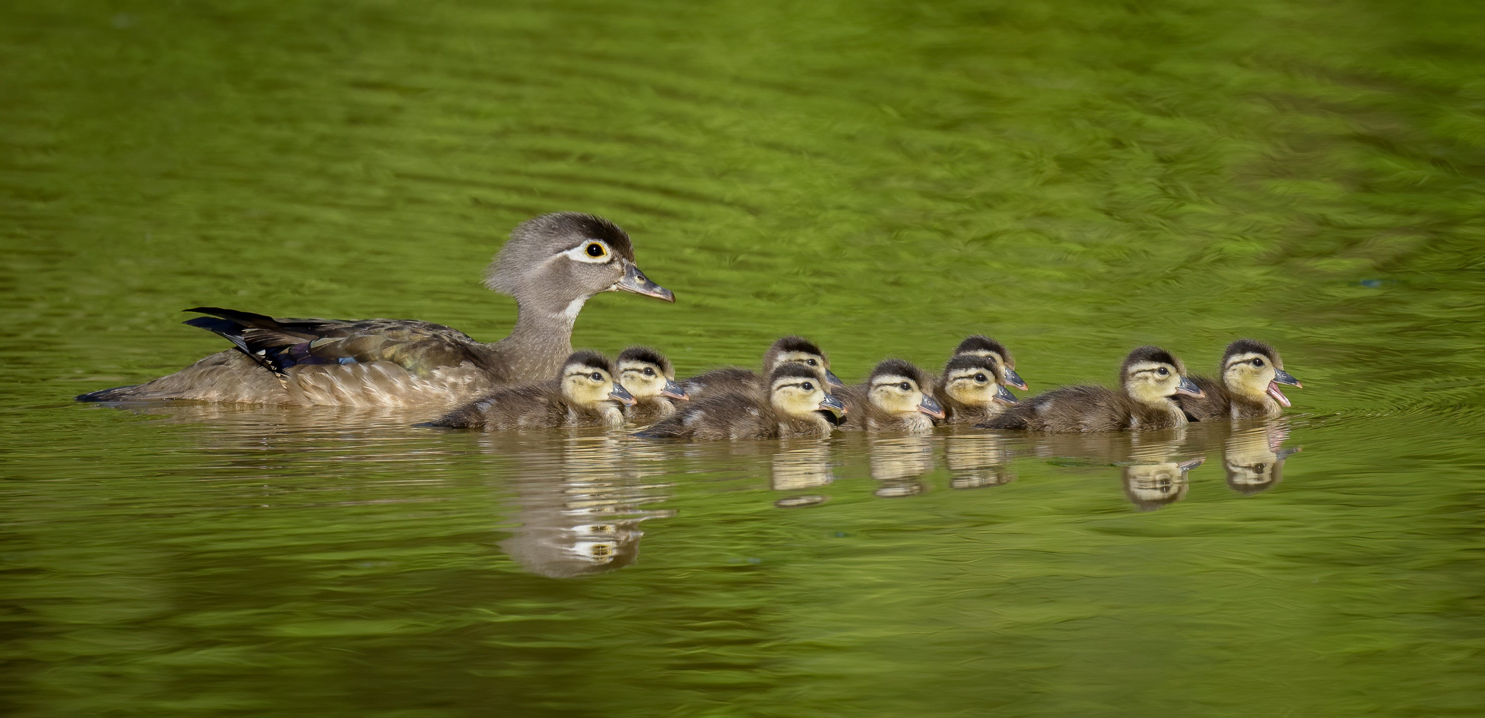 An adult female Wood Duck and nine ducklings swimming in the water in a line.