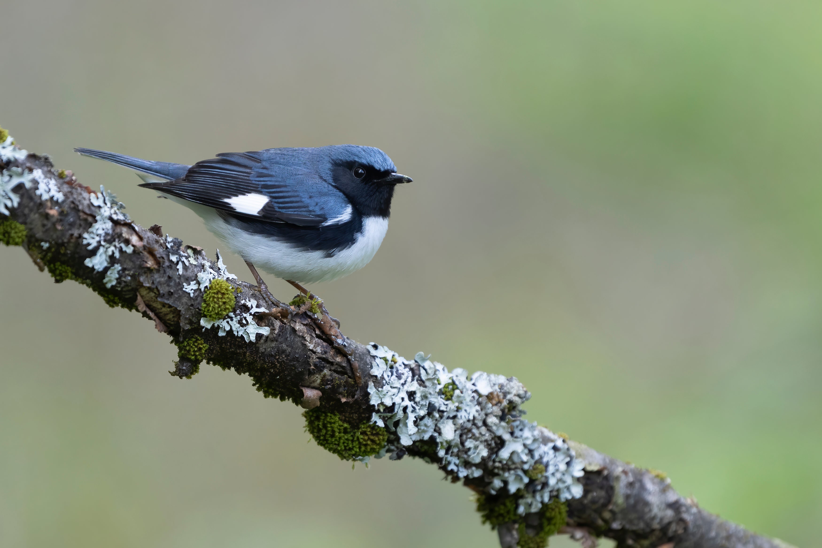 A Black-throated Blue warbler perches on a branch.