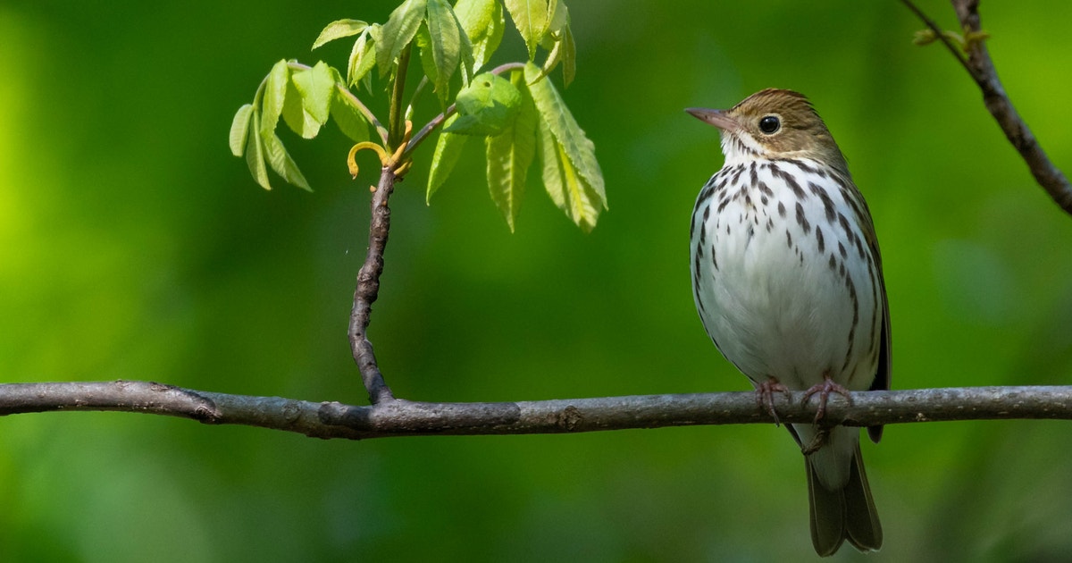 Rheinstrom Hill Audubon Sanctuary and Center