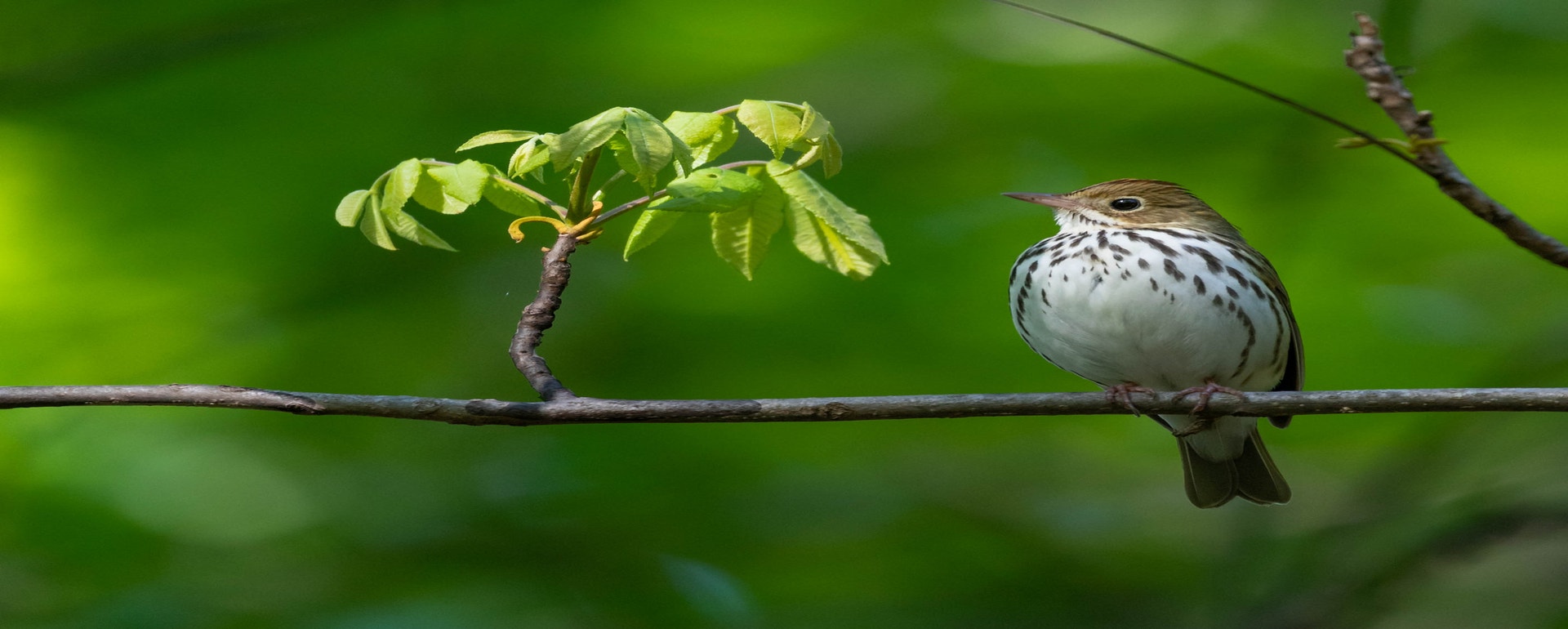 Rheinstrom Hill Audubon Sanctuary and Center