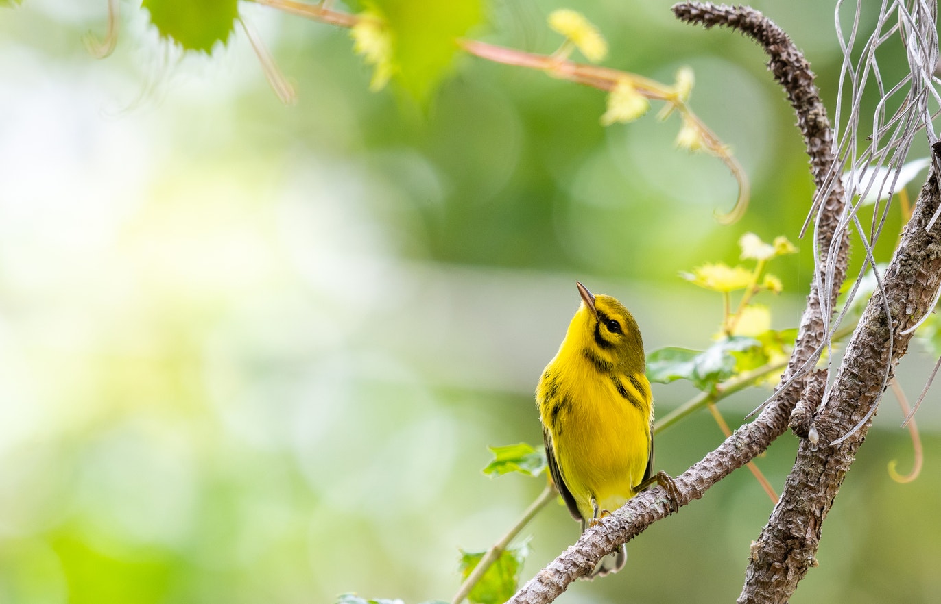 Rheinstrom Hill Audubon Sanctuary and Center