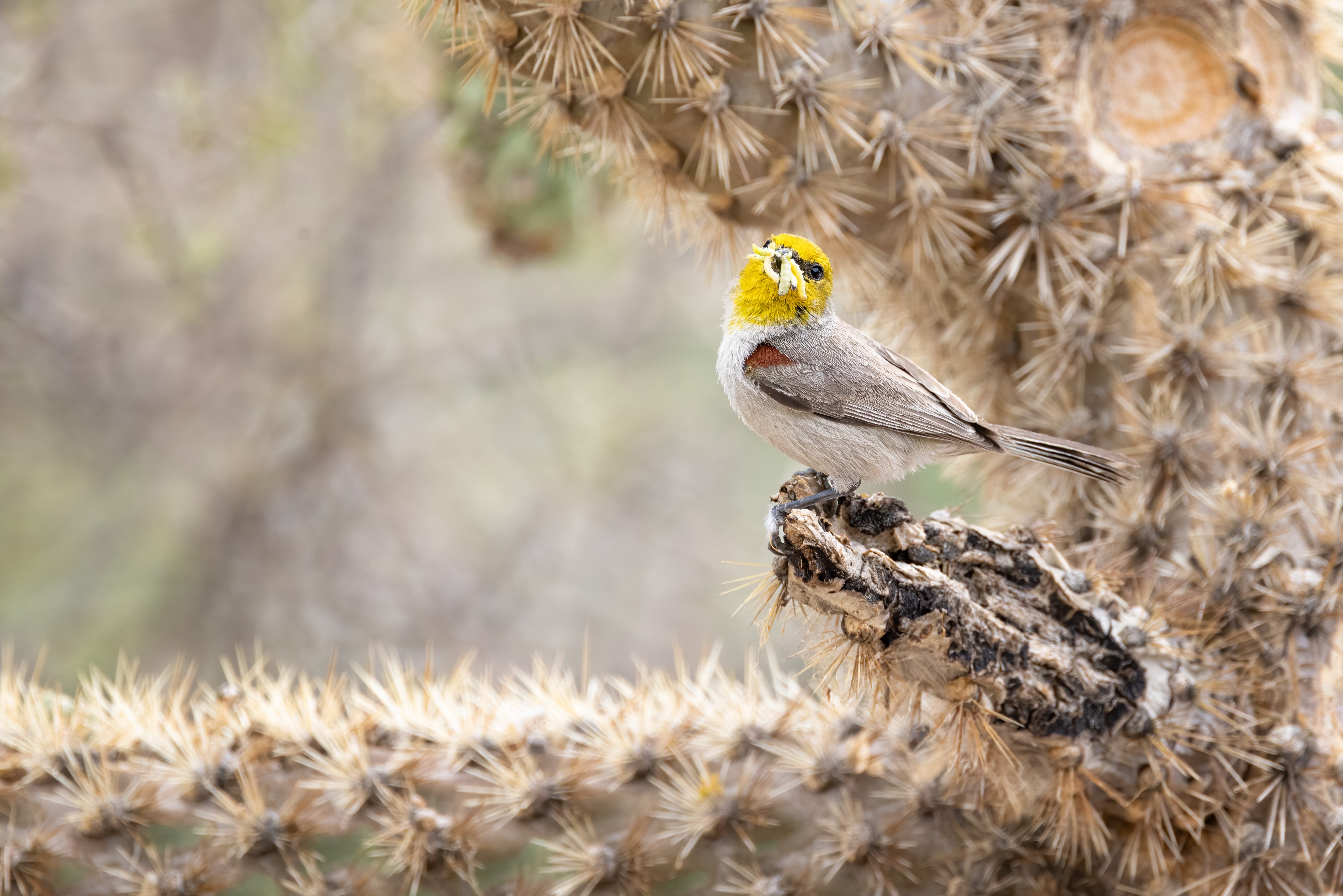 A Verdin perches in a cactus.
